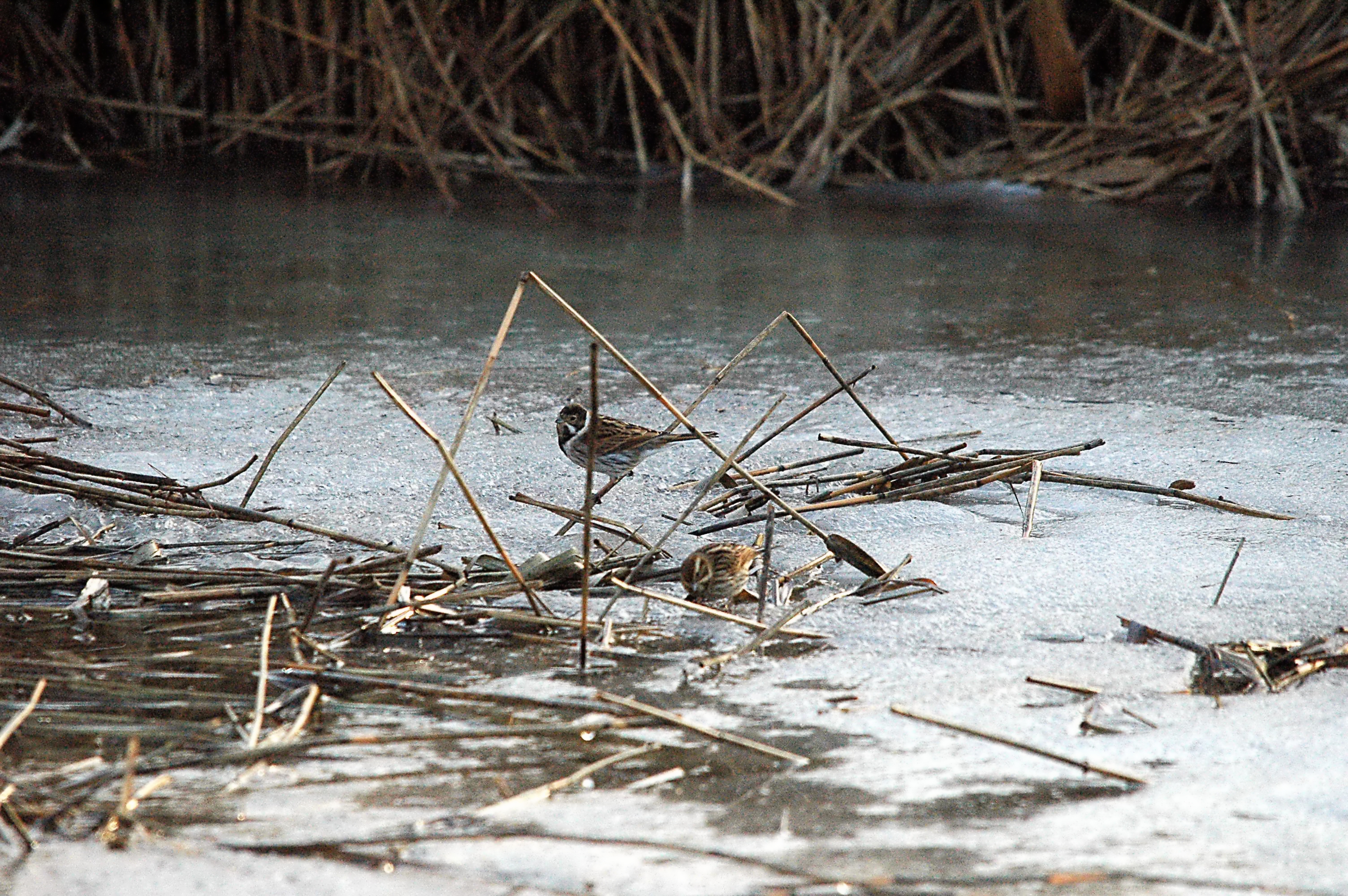 photos/wildlife/Bird_Species/187-Buntings/8606-Reed_Bunting/dsc_1560.jpg