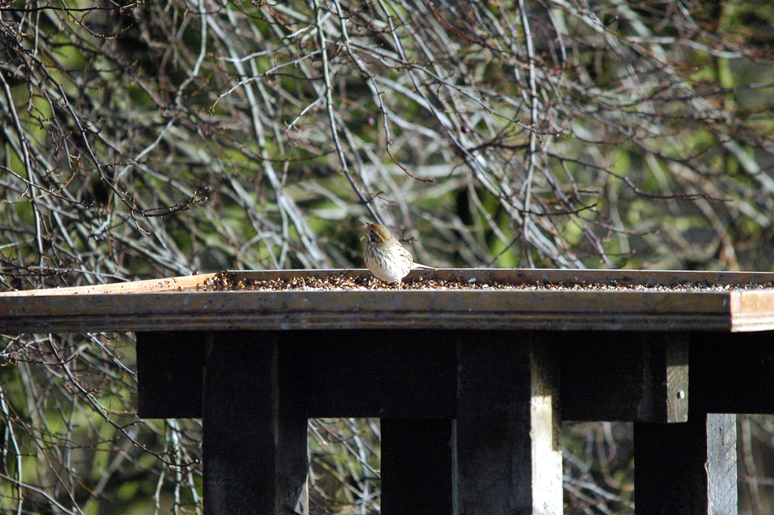 photos/wildlife/Bird_Species/187-Buntings/8606-Reed_Bunting/dsc_1593.jpg