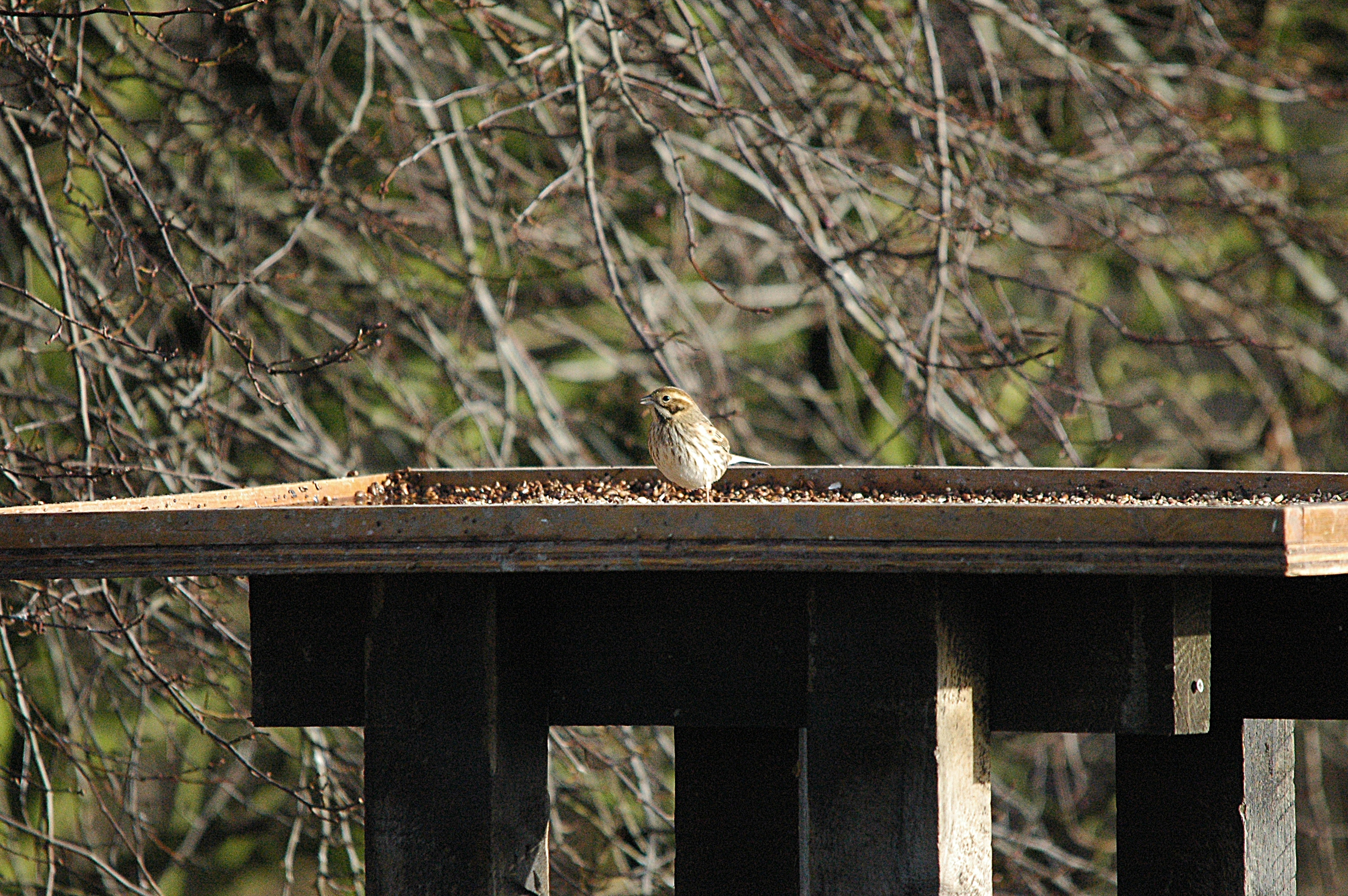 photos/wildlife/Bird_Species/187-Buntings/8606-Reed_Bunting/dsc_1594.jpg