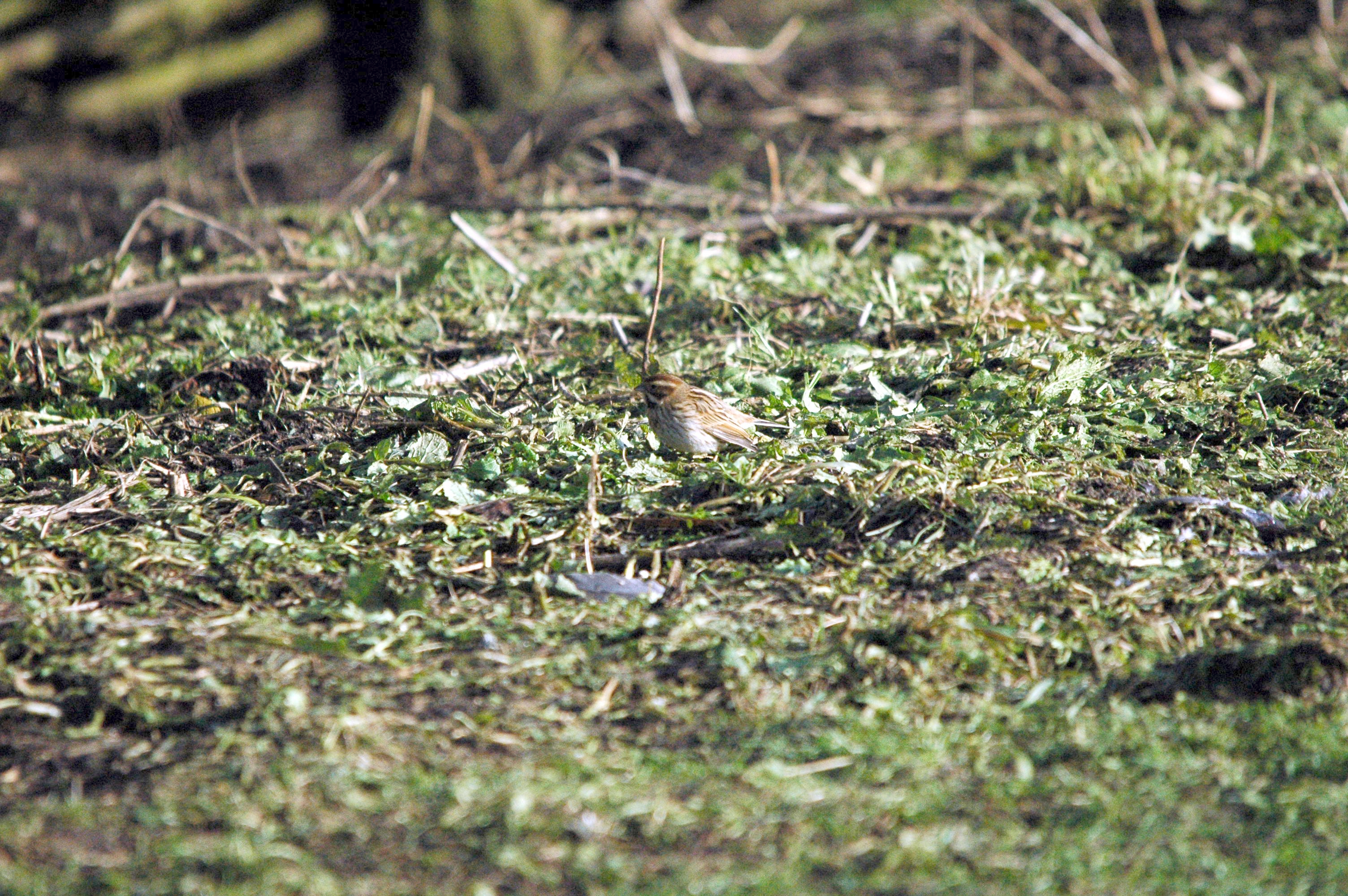photos/wildlife/Bird_Species/187-Buntings/8606-Reed_Bunting/dsc_1600.jpg