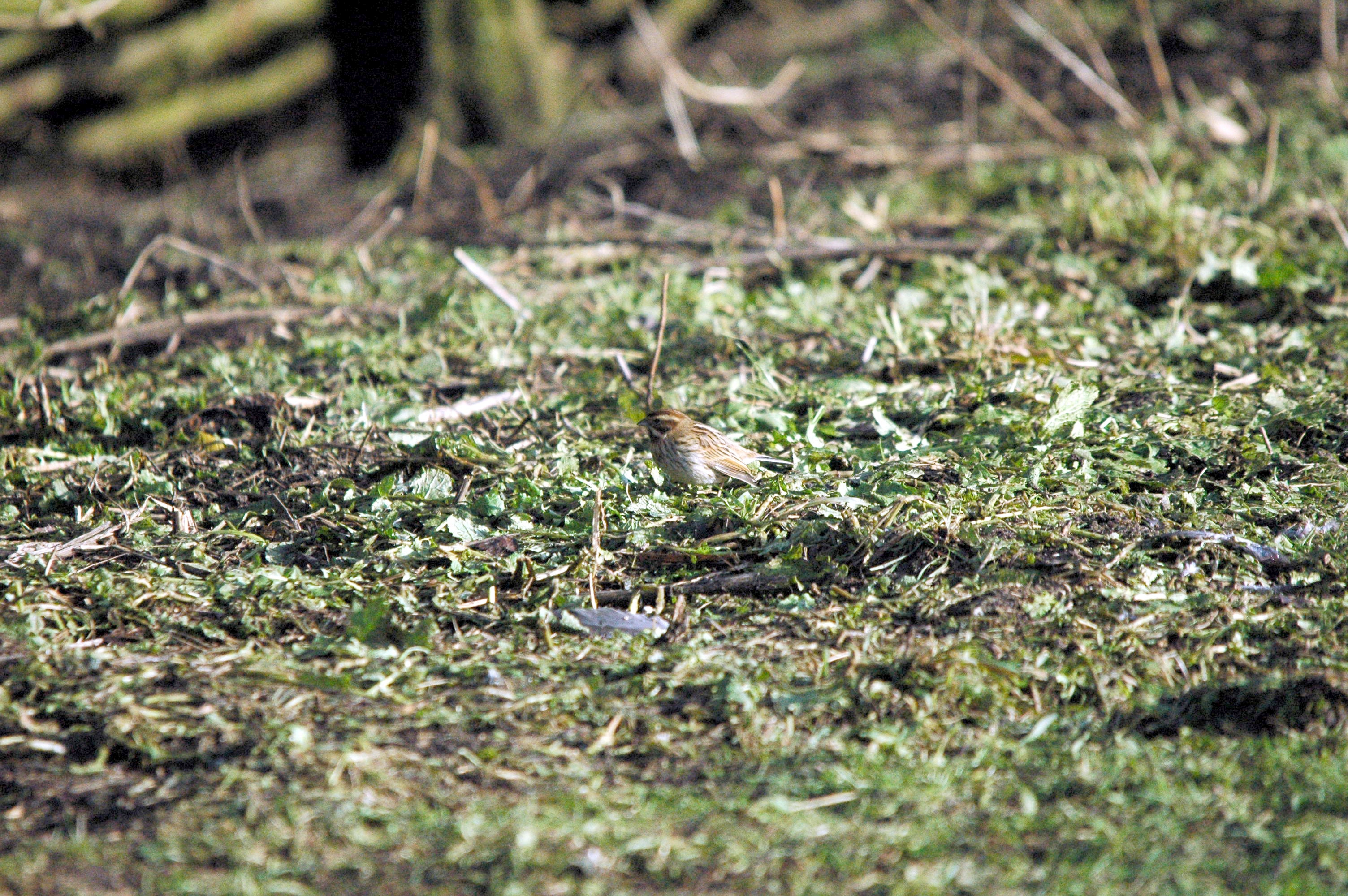 photos/wildlife/Bird_Species/187-Buntings/8606-Reed_Bunting/dsc_1601.jpg