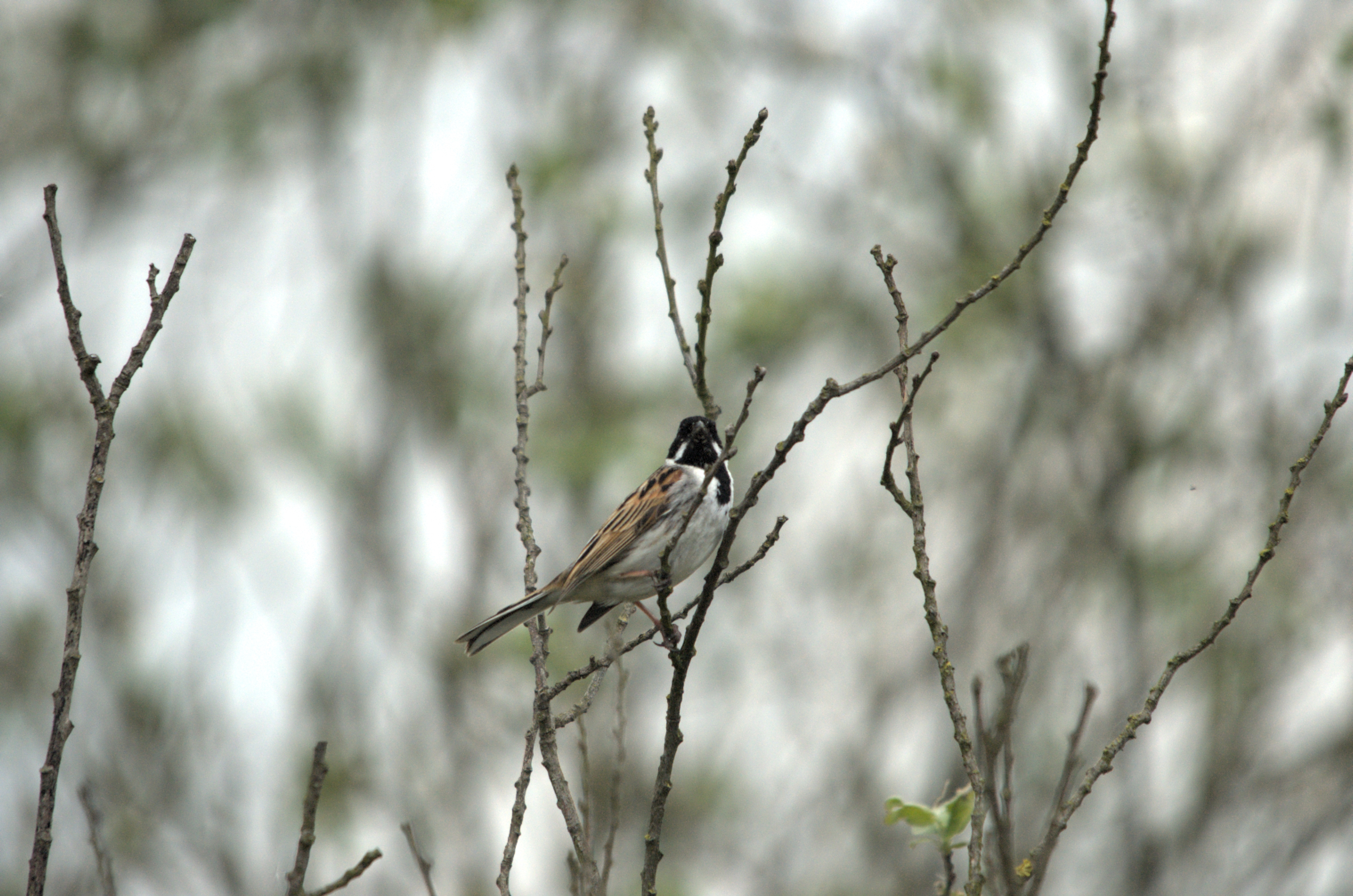 photos/wildlife/Bird_Species/187-Buntings/8606-Reed_Bunting/dsc_2121.jpg