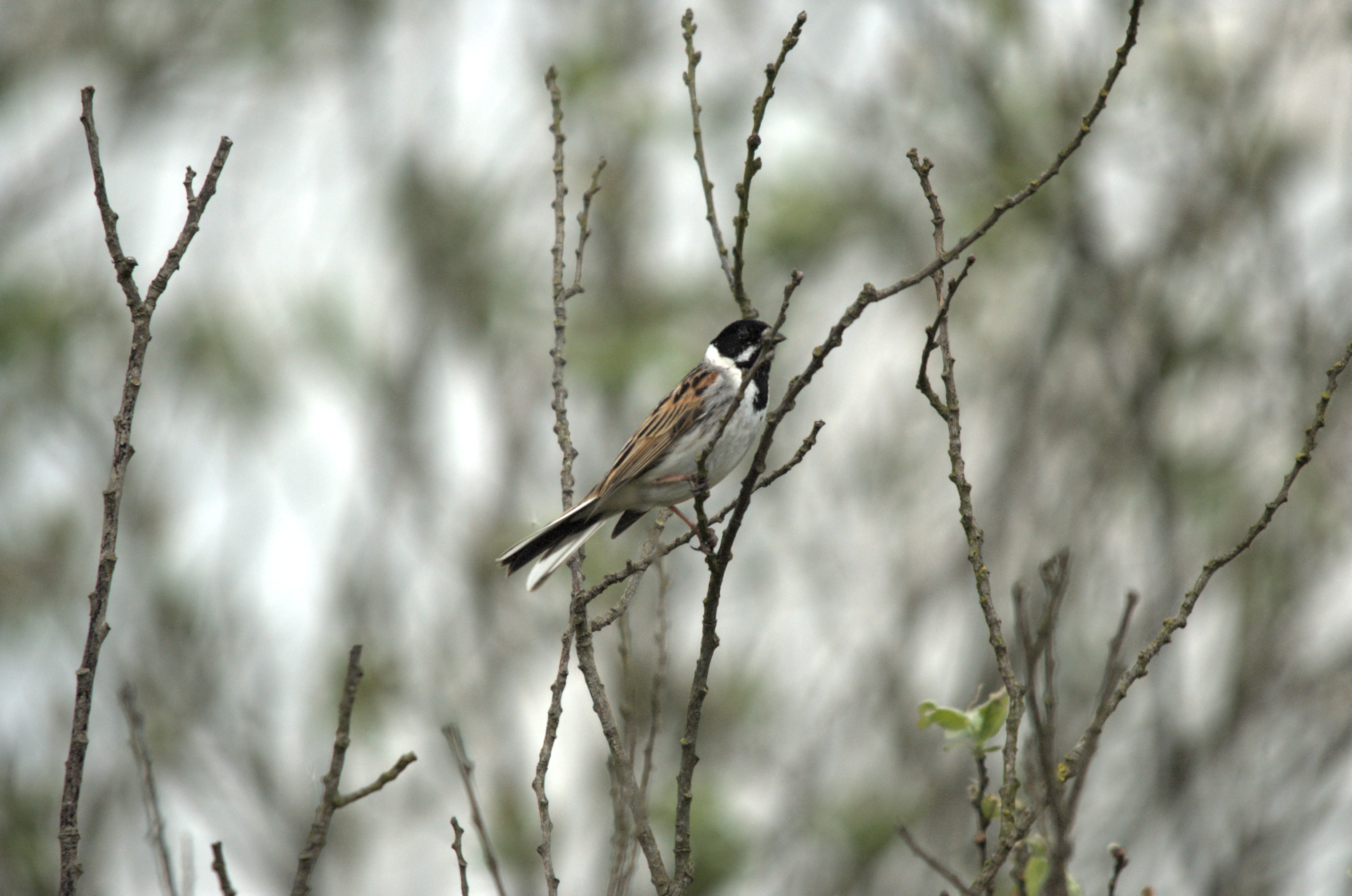 photos/wildlife/Bird_Species/187-Buntings/8606-Reed_Bunting/dsc_2122.jpg