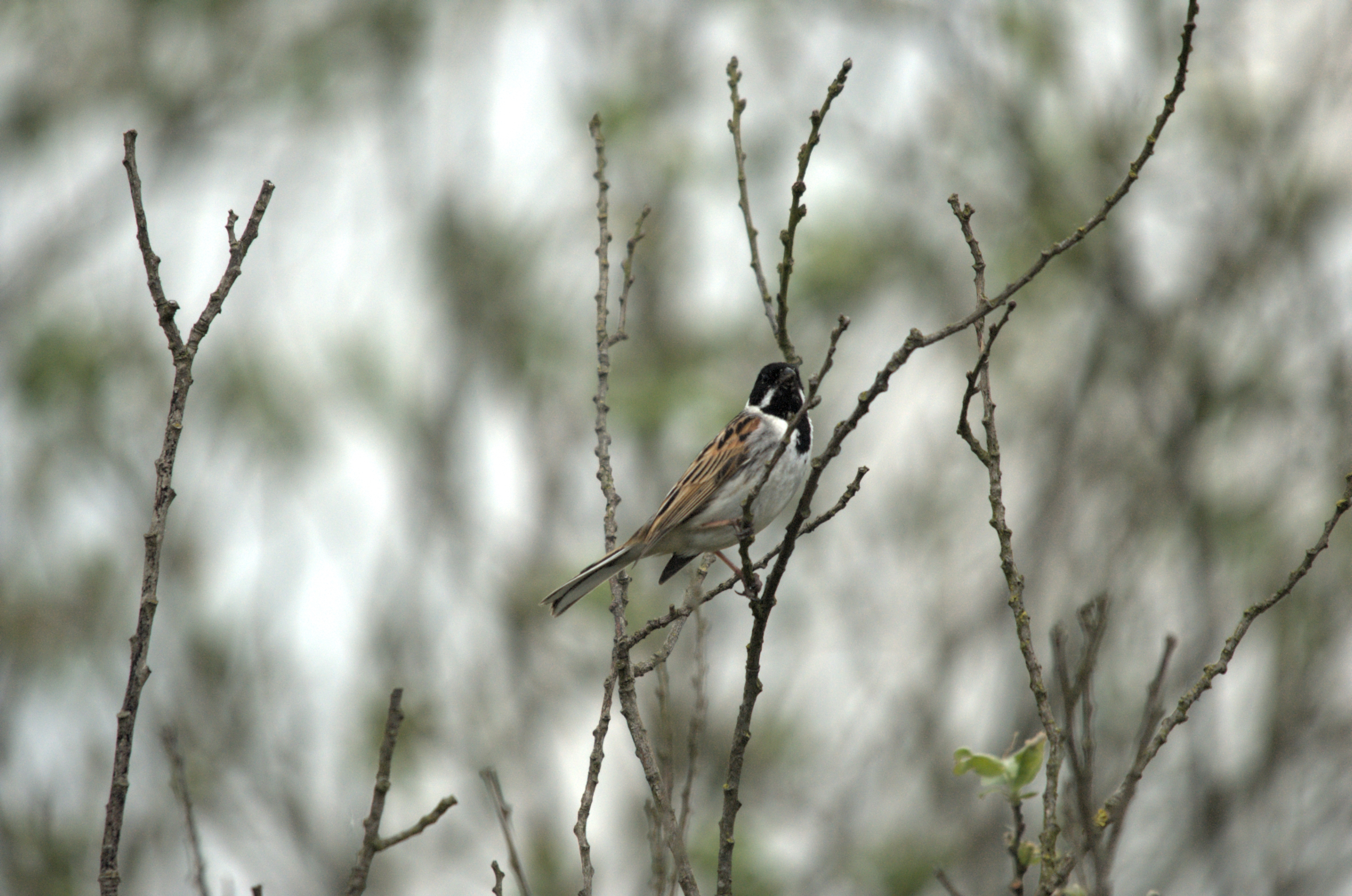 photos/wildlife/Bird_Species/187-Buntings/8606-Reed_Bunting/dsc_2123.jpg
