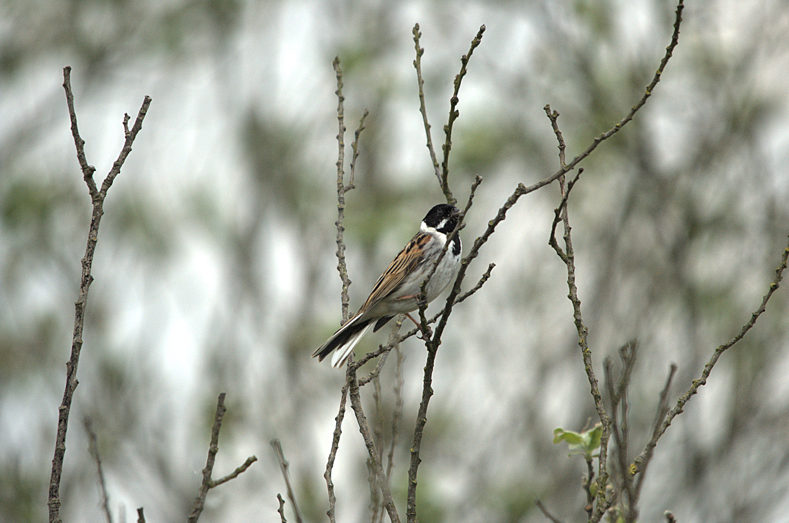 photos/wildlife/Bird_Species/187-Buntings/8606-Reed_Bunting/dsc_2124.jpg