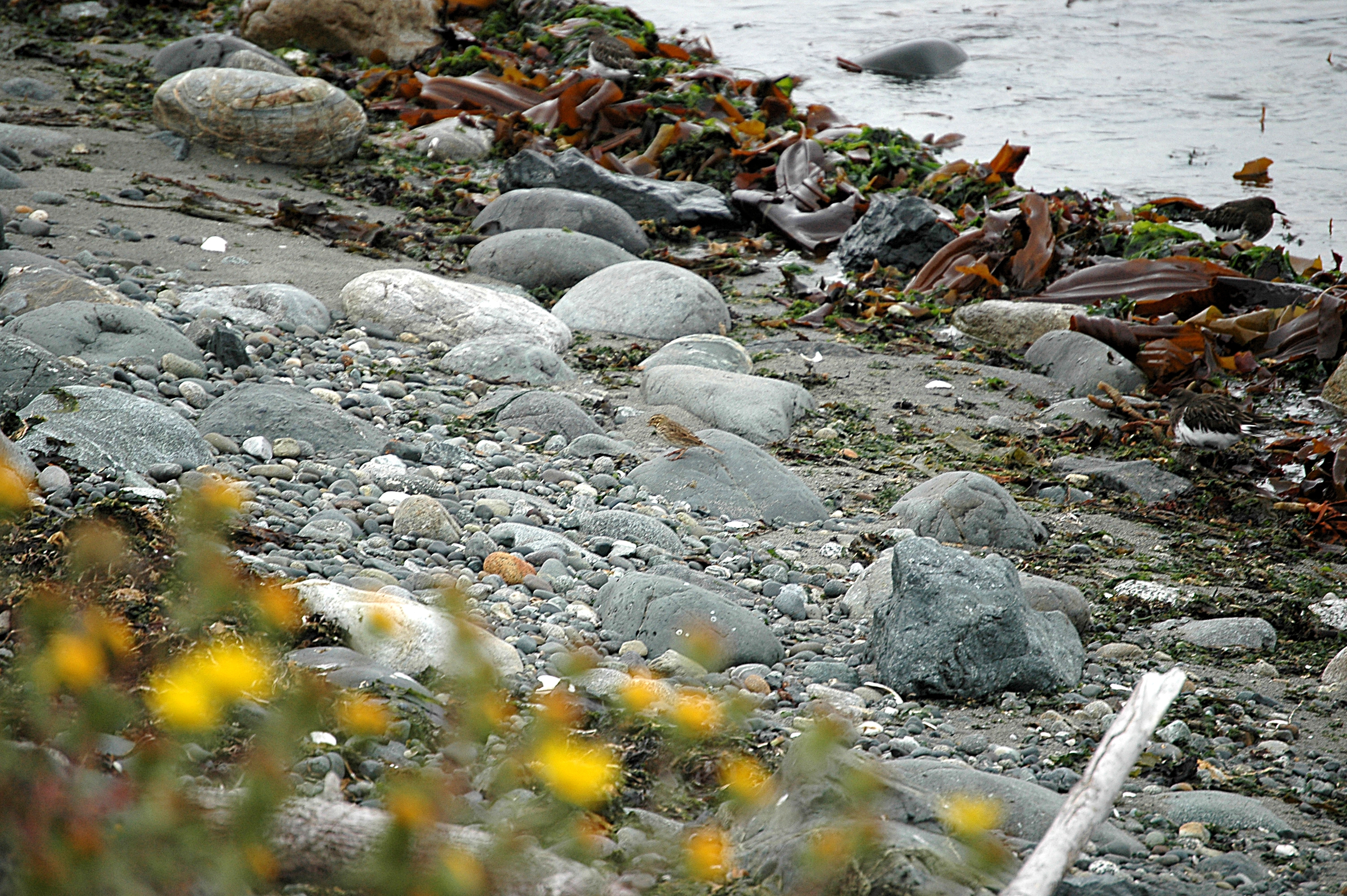 photos/wildlife/Bird_Species/187-Buntings/8608-Lapland_Longspur_(Bunting)/20070921-Canada-01.jpg