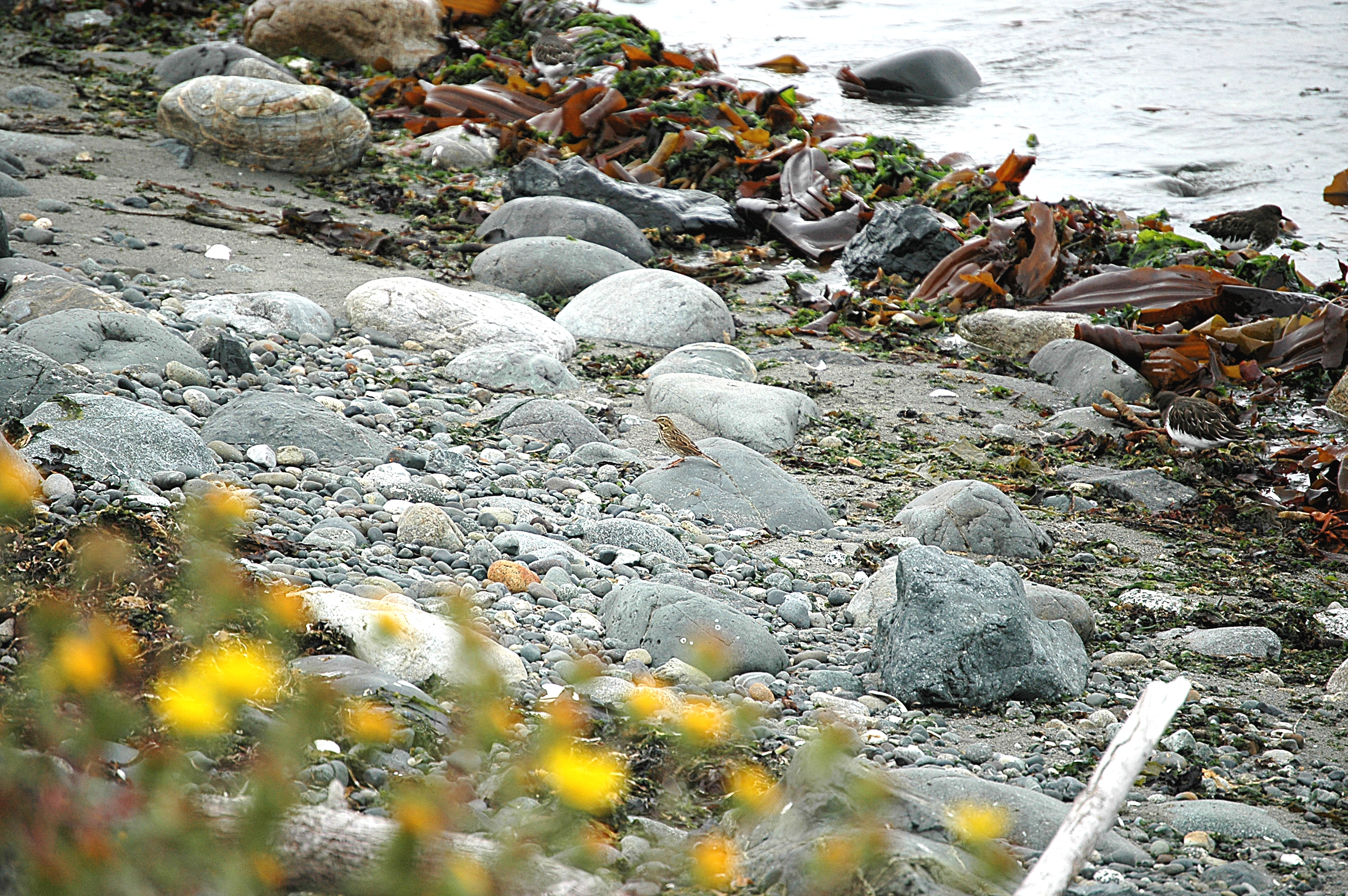 photos/wildlife/Bird_Species/187-Buntings/8608-Lapland_Longspur_(Bunting)/20070921-Canada-03.jpg