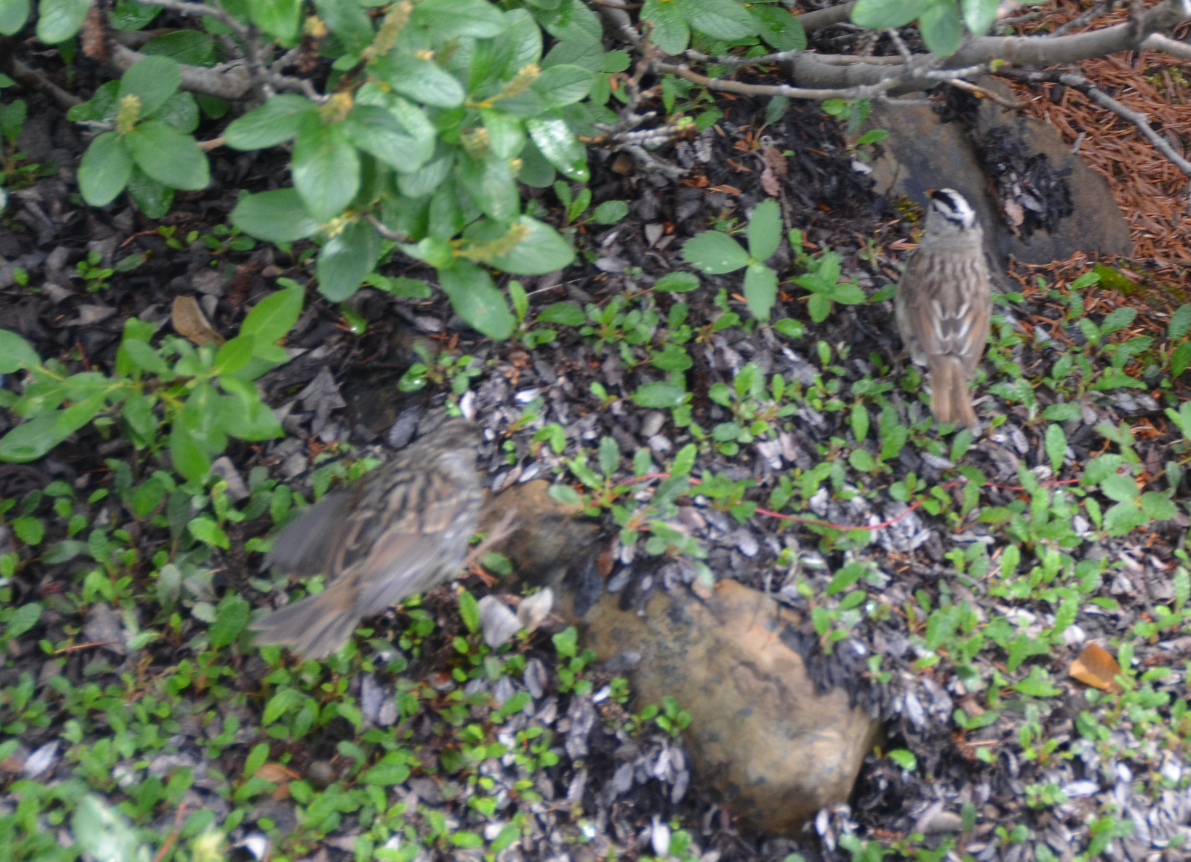 photos/wildlife/Bird_Species/187-Buntings/8622-White-Crowned_Sparrow/DSC_0757_small.jpg