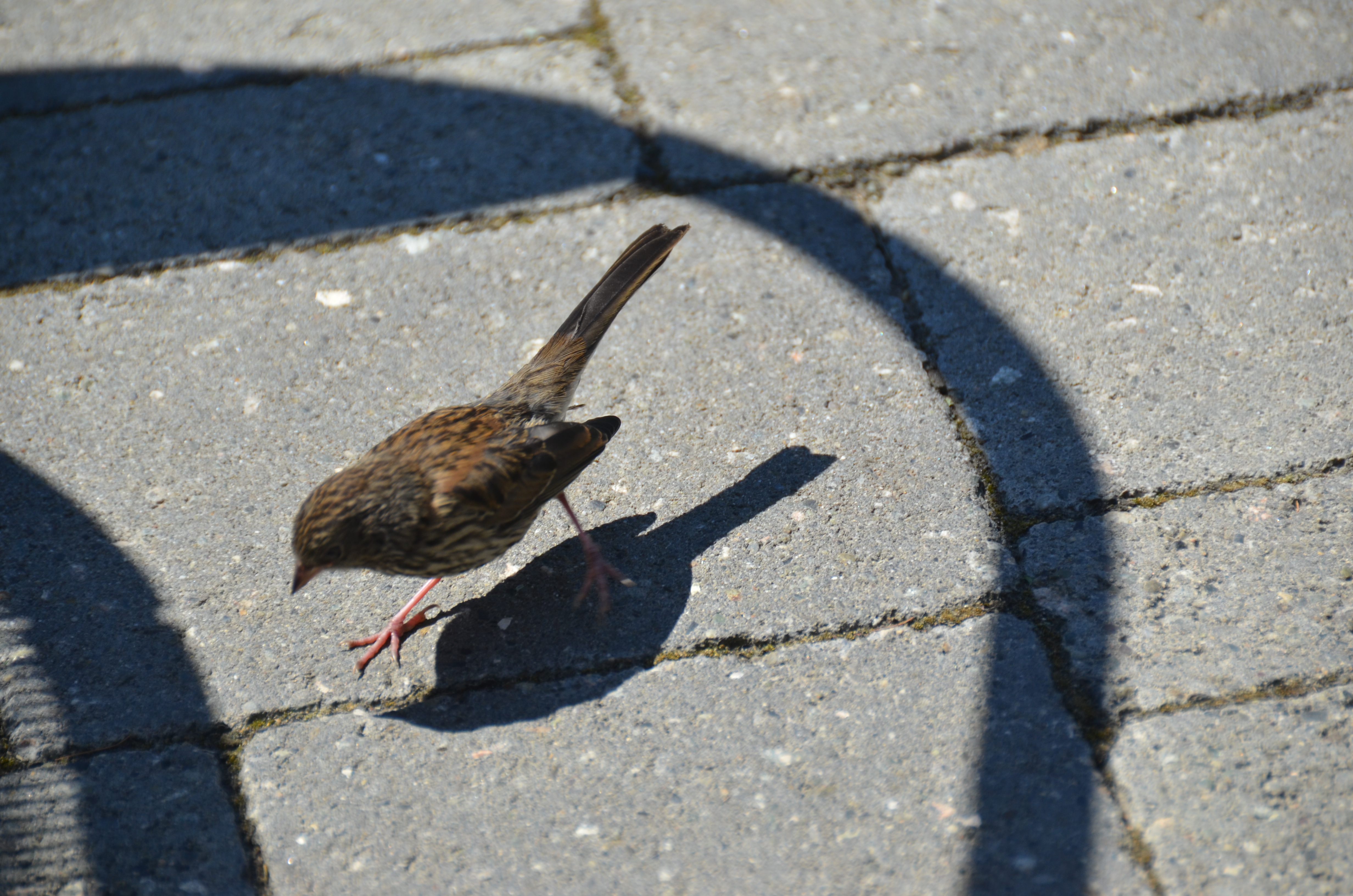 photos/wildlife/Bird_Species/187-Buntings/8626-Dark-eyed_Junco/DSC_0255.JPG