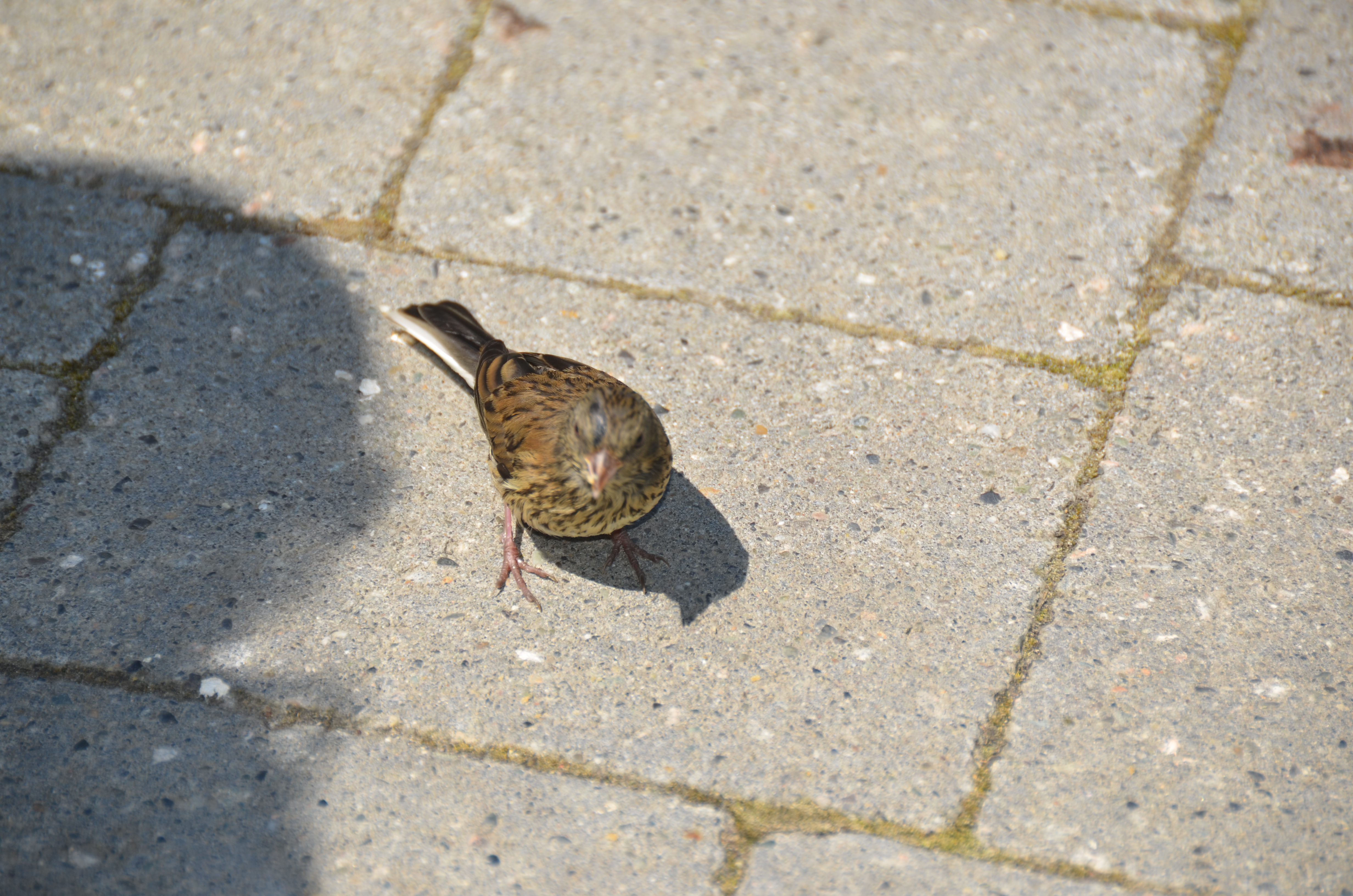 photos/wildlife/Bird_Species/187-Buntings/8626-Dark-eyed_Junco/DSC_0261.JPG
