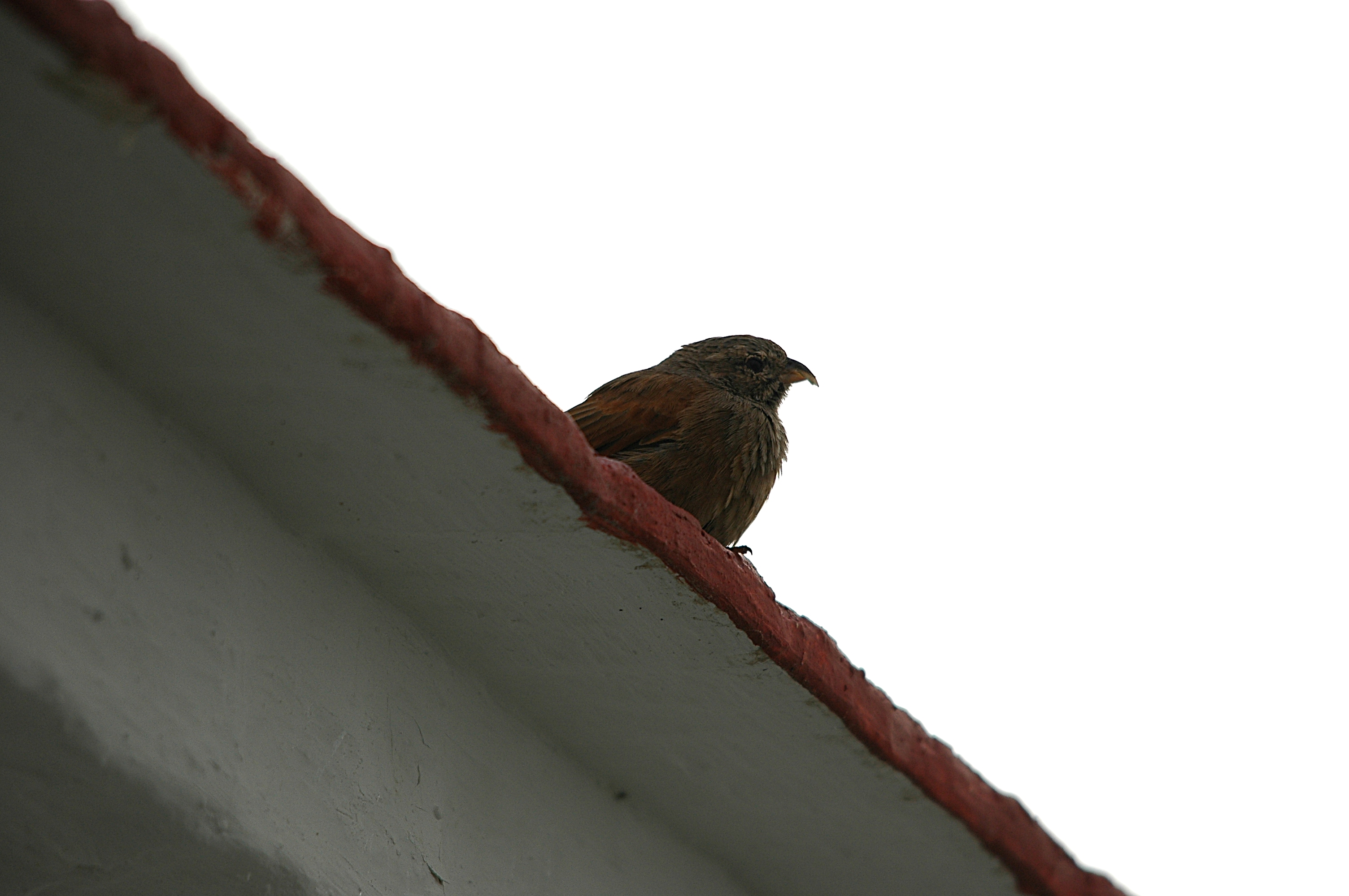 photos/wildlife/Bird_Species/187-Buntings/9967-House_Bunting/20090921-Spain-01.jpg