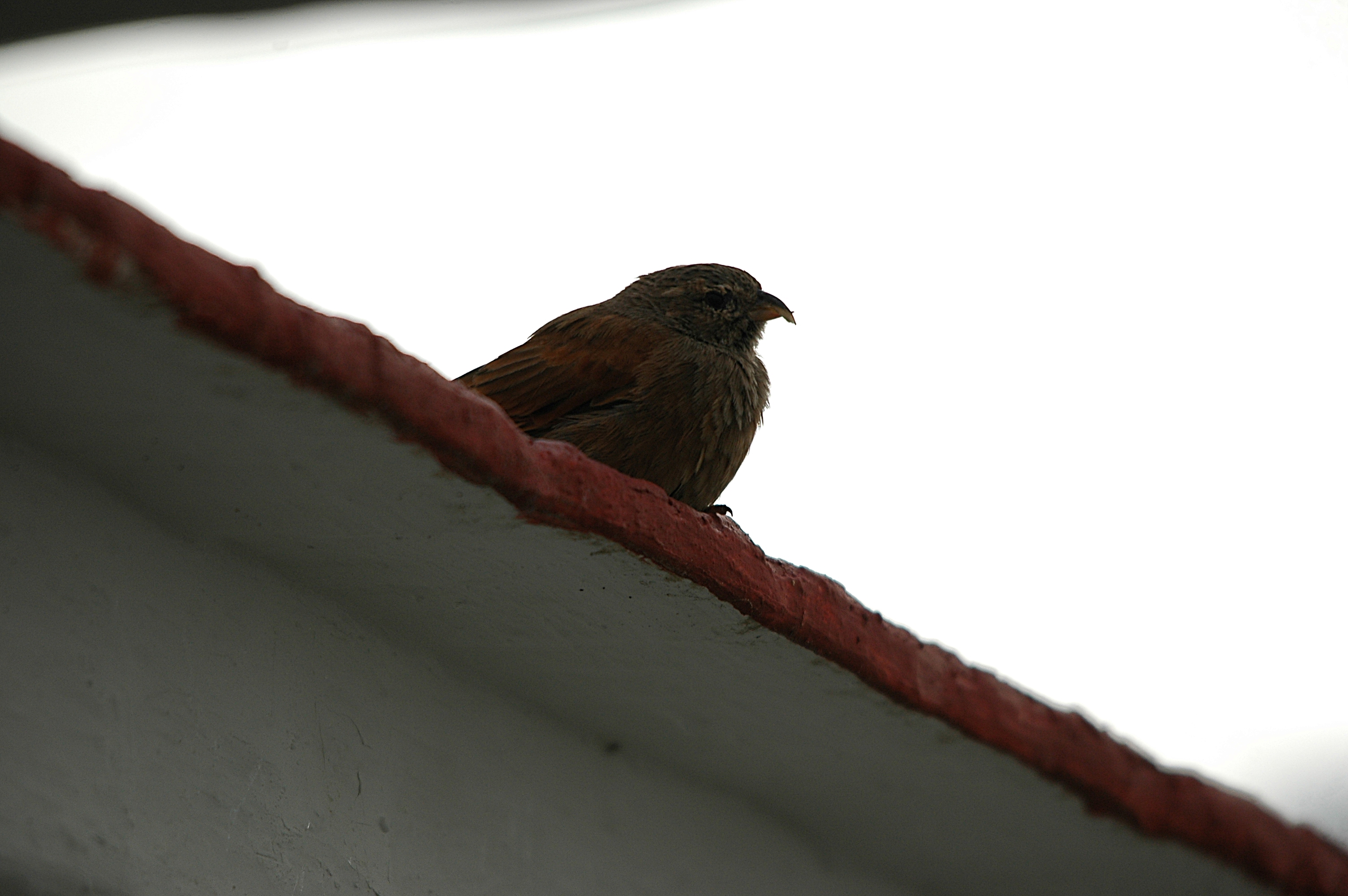 photos/wildlife/Bird_Species/187-Buntings/9967-House_Bunting/20090921-Spain-02.jpg