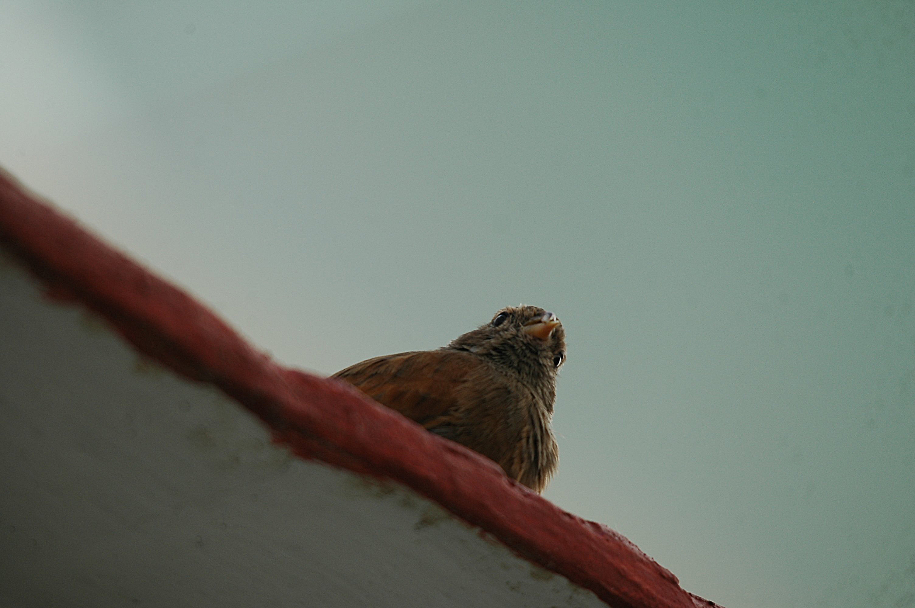 photos/wildlife/Bird_Species/187-Buntings/9967-House_Bunting/20090921-Spain-03.jpg