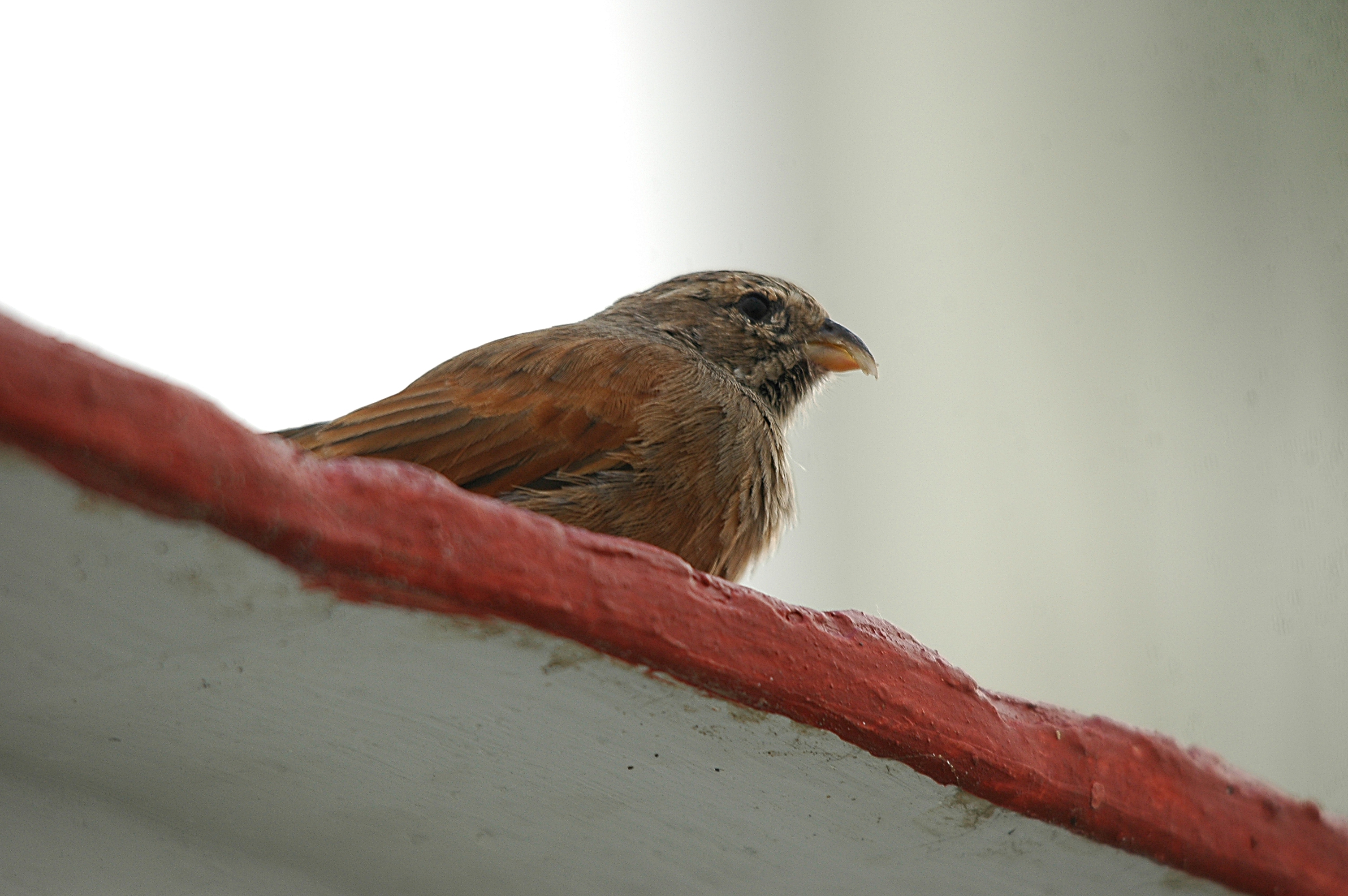 photos/wildlife/Bird_Species/187-Buntings/9967-House_Bunting/20090921-Spain-04.jpg