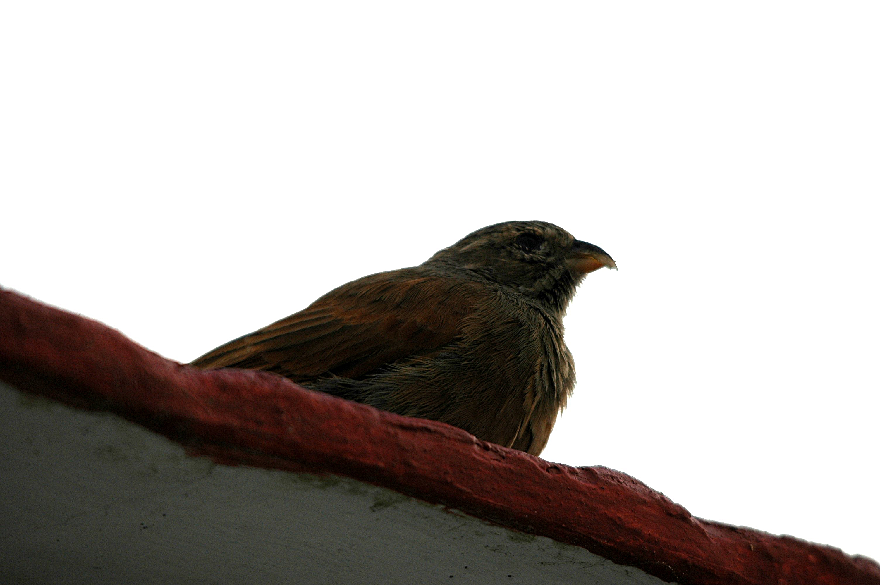 photos/wildlife/Bird_Species/187-Buntings/9967-House_Bunting/20090921-Spain-05.jpg