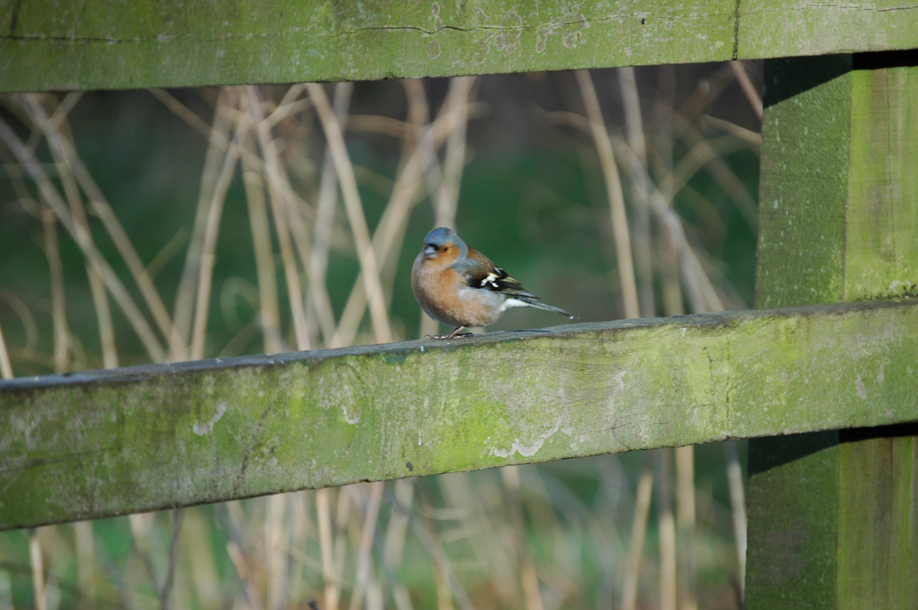 photos/wildlife/Bird_Species/193-Finches/9390-Chaffinch/20060217-Wellbeck-01.jpg