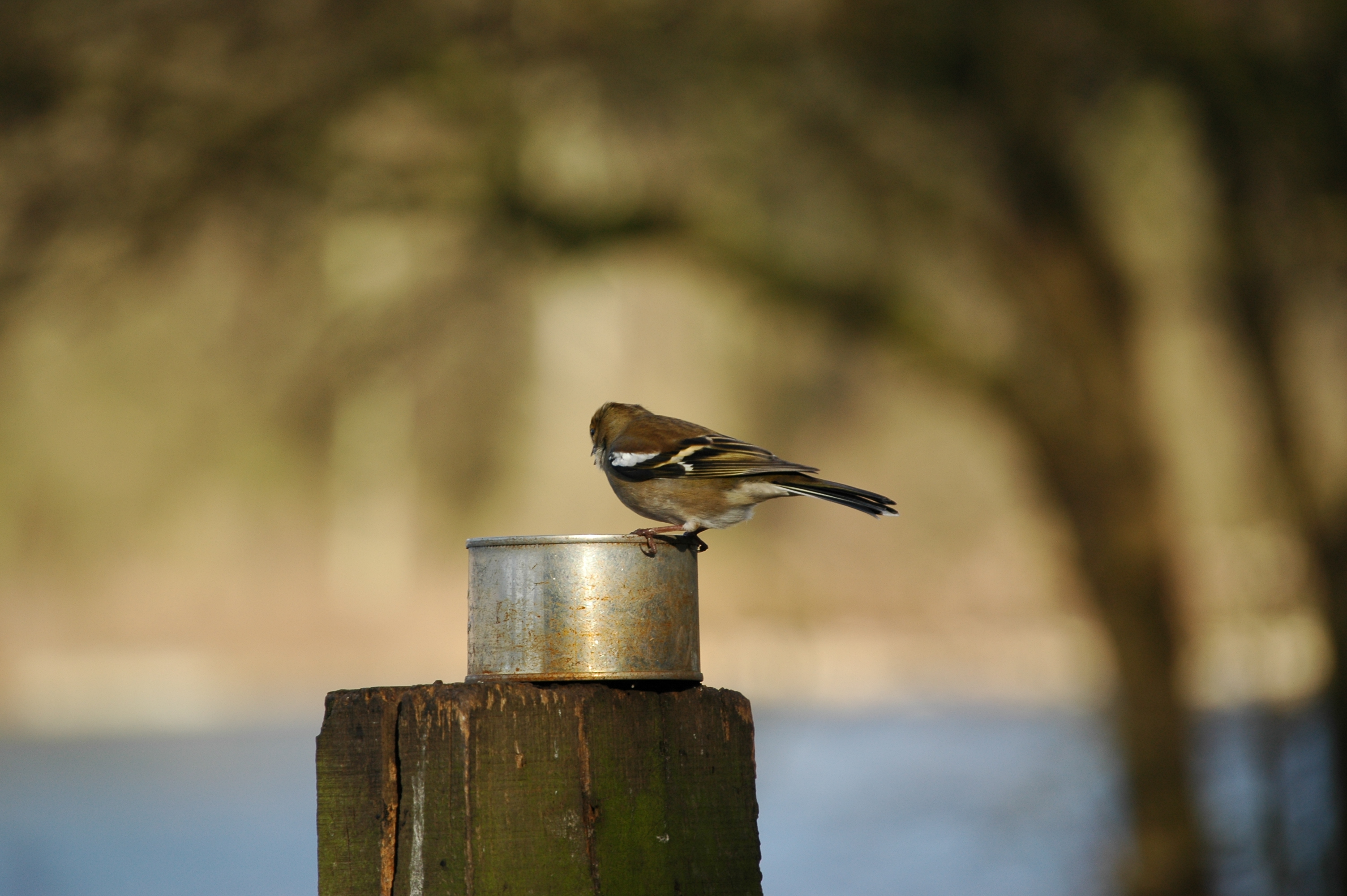 photos/wildlife/Bird_Species/193-Finches/9390-Chaffinch/20060217-Wellbeck-02.jpg