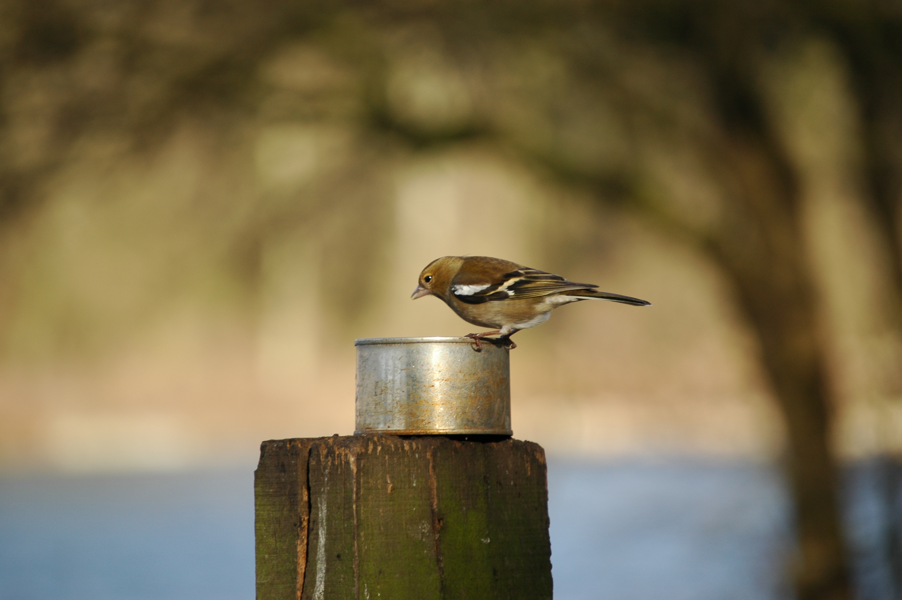 photos/wildlife/Bird_Species/193-Finches/9390-Chaffinch/20060217-Wellbeck-03.jpg