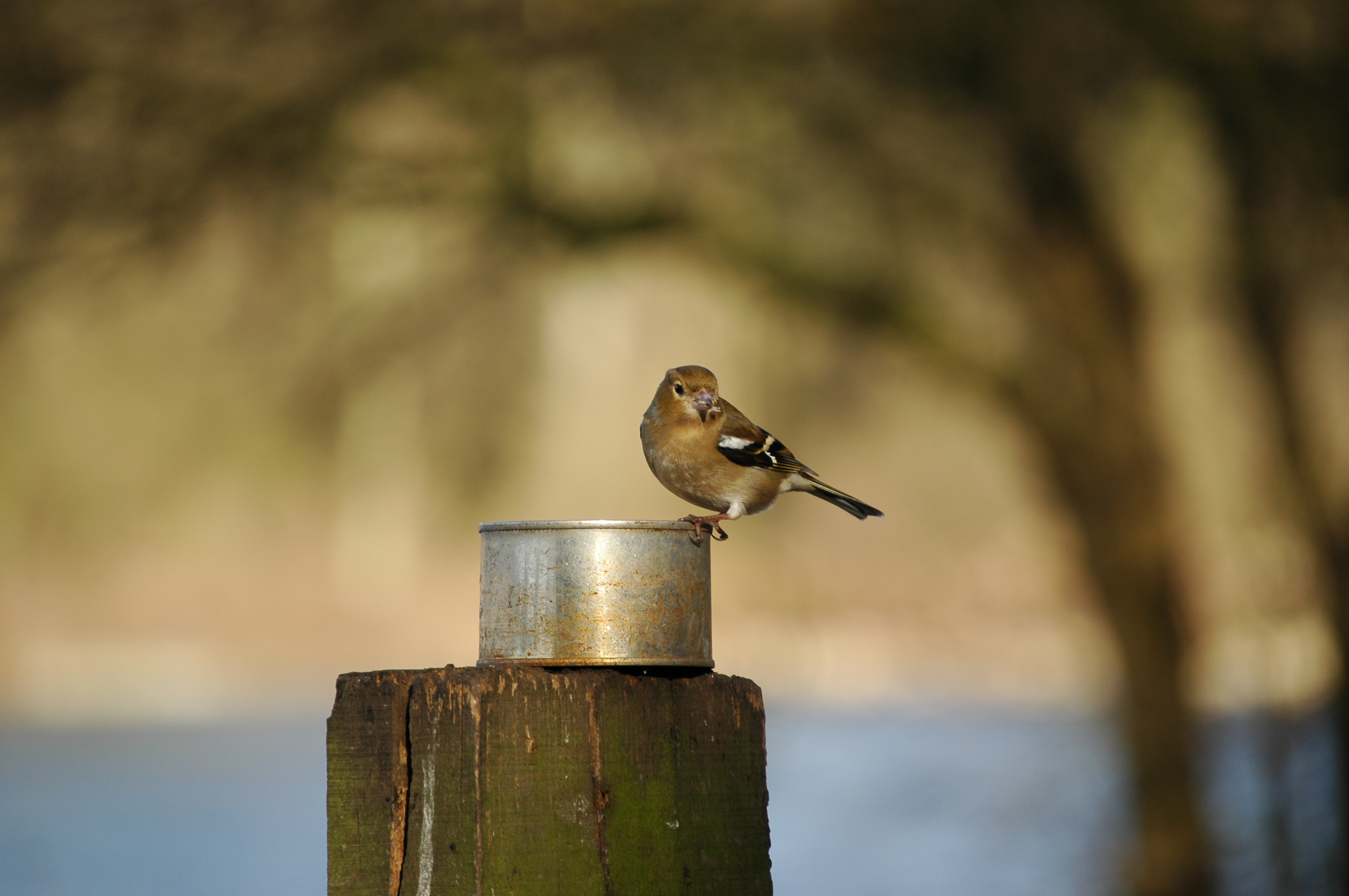 photos/wildlife/Bird_Species/193-Finches/9390-Chaffinch/20060217-Wellbeck-05.jpg