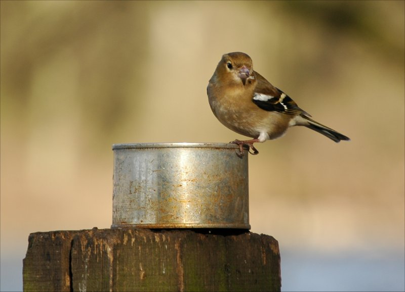 photos/wildlife/Bird_Species/193-Finches/9390-Chaffinch/20060217-Wellbeck-06-small.jpg