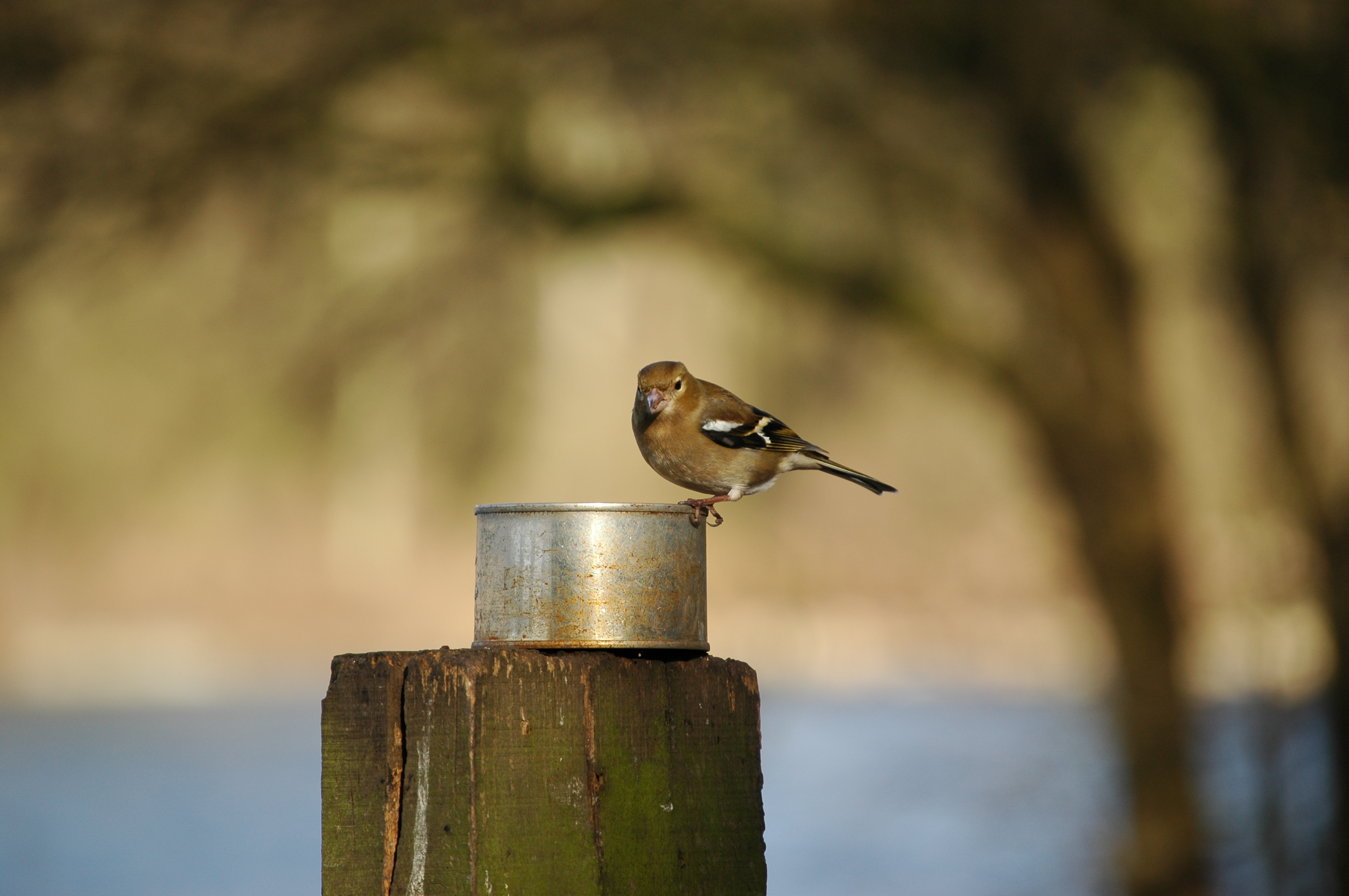 photos/wildlife/Bird_Species/193-Finches/9390-Chaffinch/20060217-Wellbeck-06.jpg