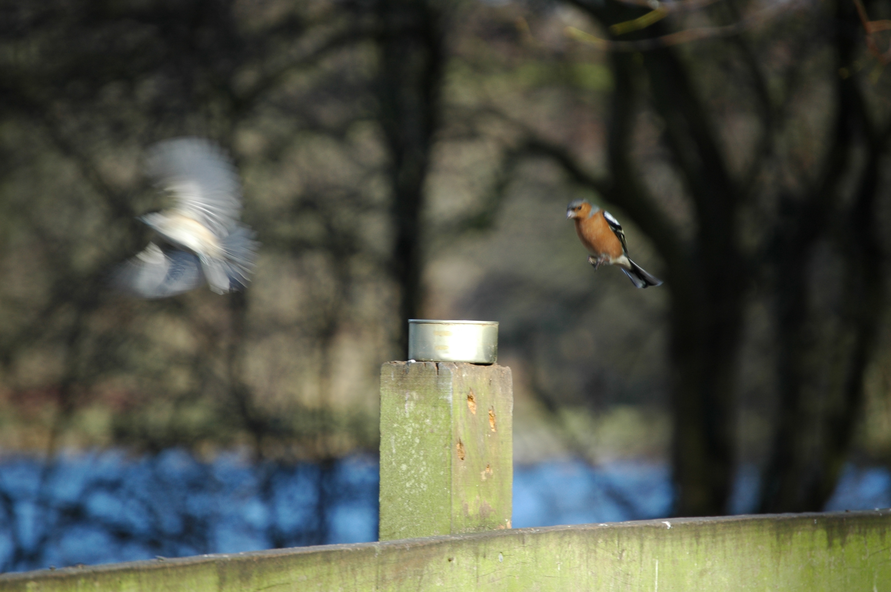 photos/wildlife/Bird_Species/193-Finches/9390-Chaffinch/20060217-Wellbeck-07.jpg