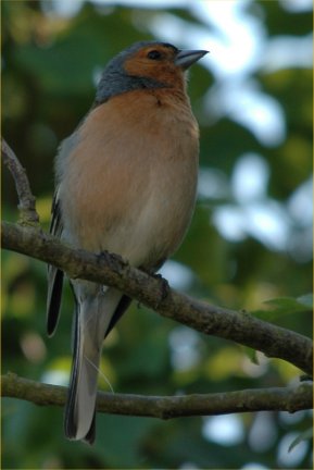 photos/wildlife/Bird_Species/193-Finches/9390-Chaffinch/20090623-Blacktoft-1.jpg