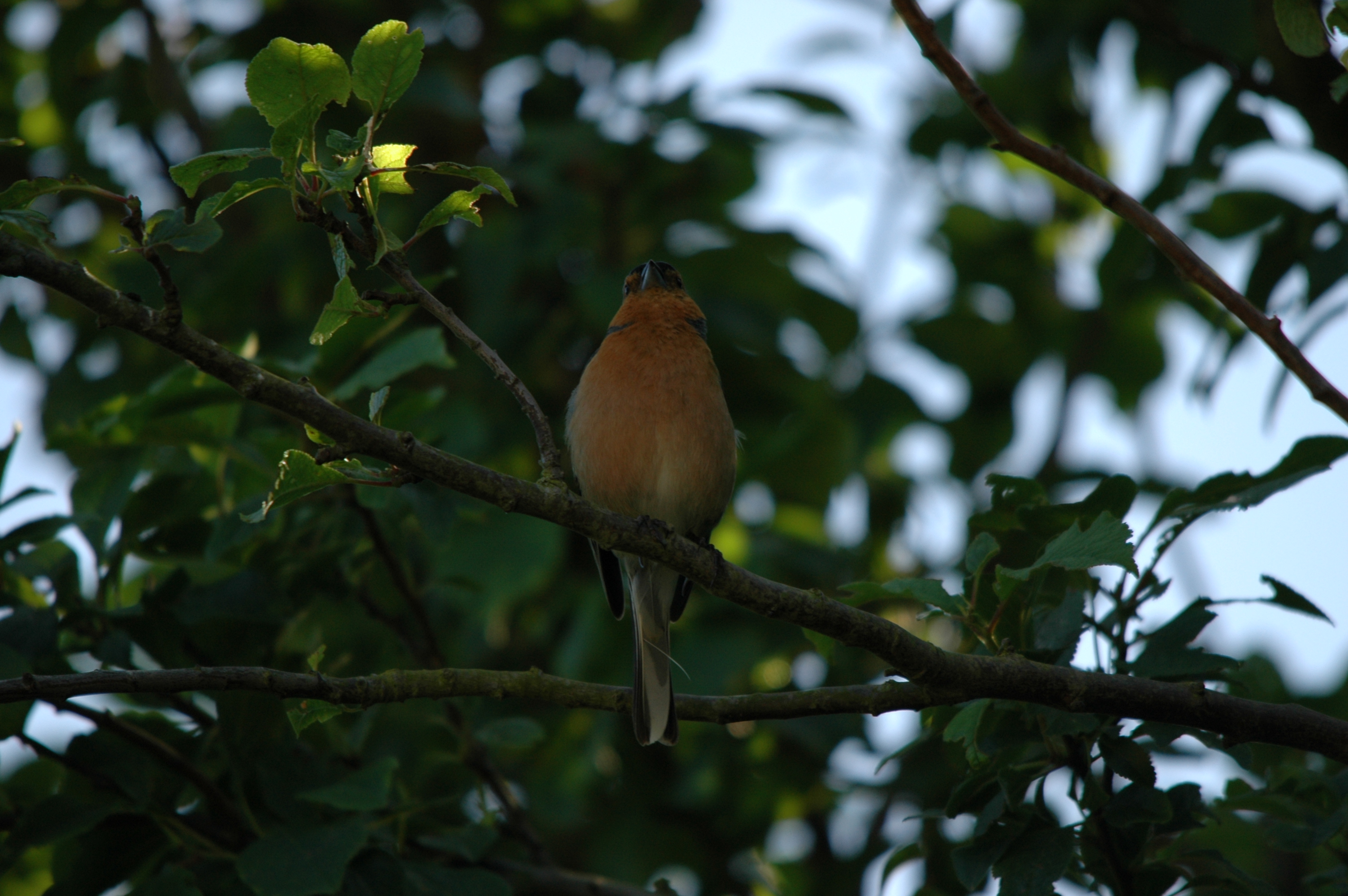 photos/wildlife/Bird_Species/193-Finches/9390-Chaffinch/20090623-Blacktoft-2.jpg