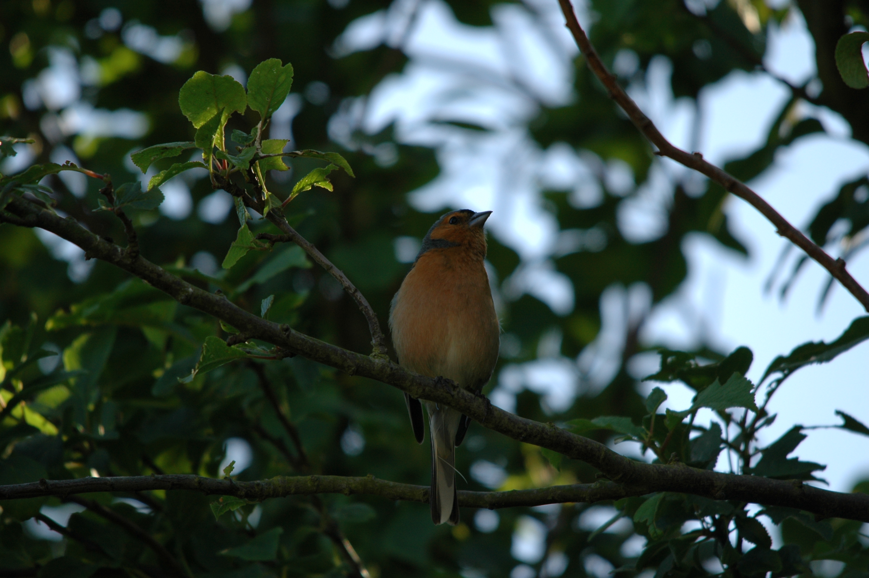 photos/wildlife/Bird_Species/193-Finches/9390-Chaffinch/20090623-Blacktoft-3.jpg