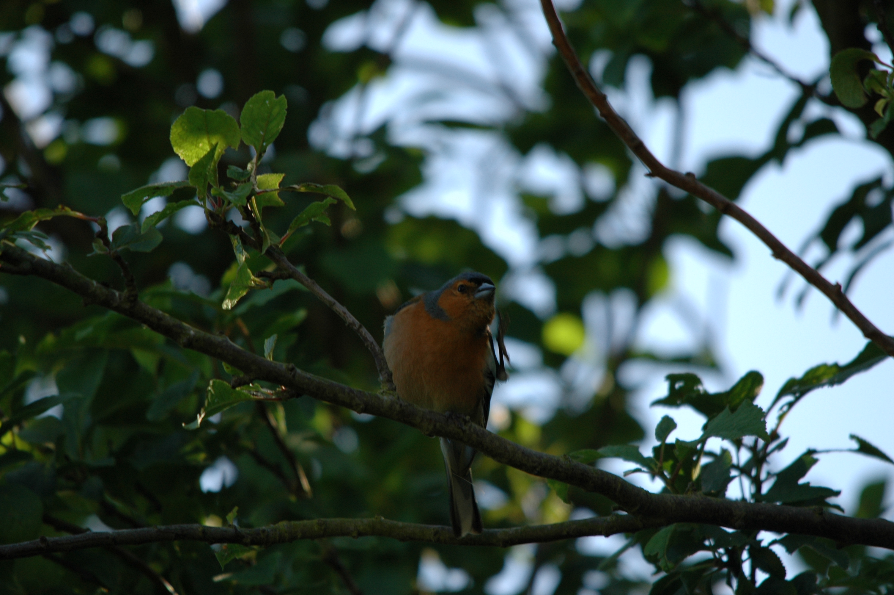 photos/wildlife/Bird_Species/193-Finches/9390-Chaffinch/20090623-Blacktoft-4.jpg