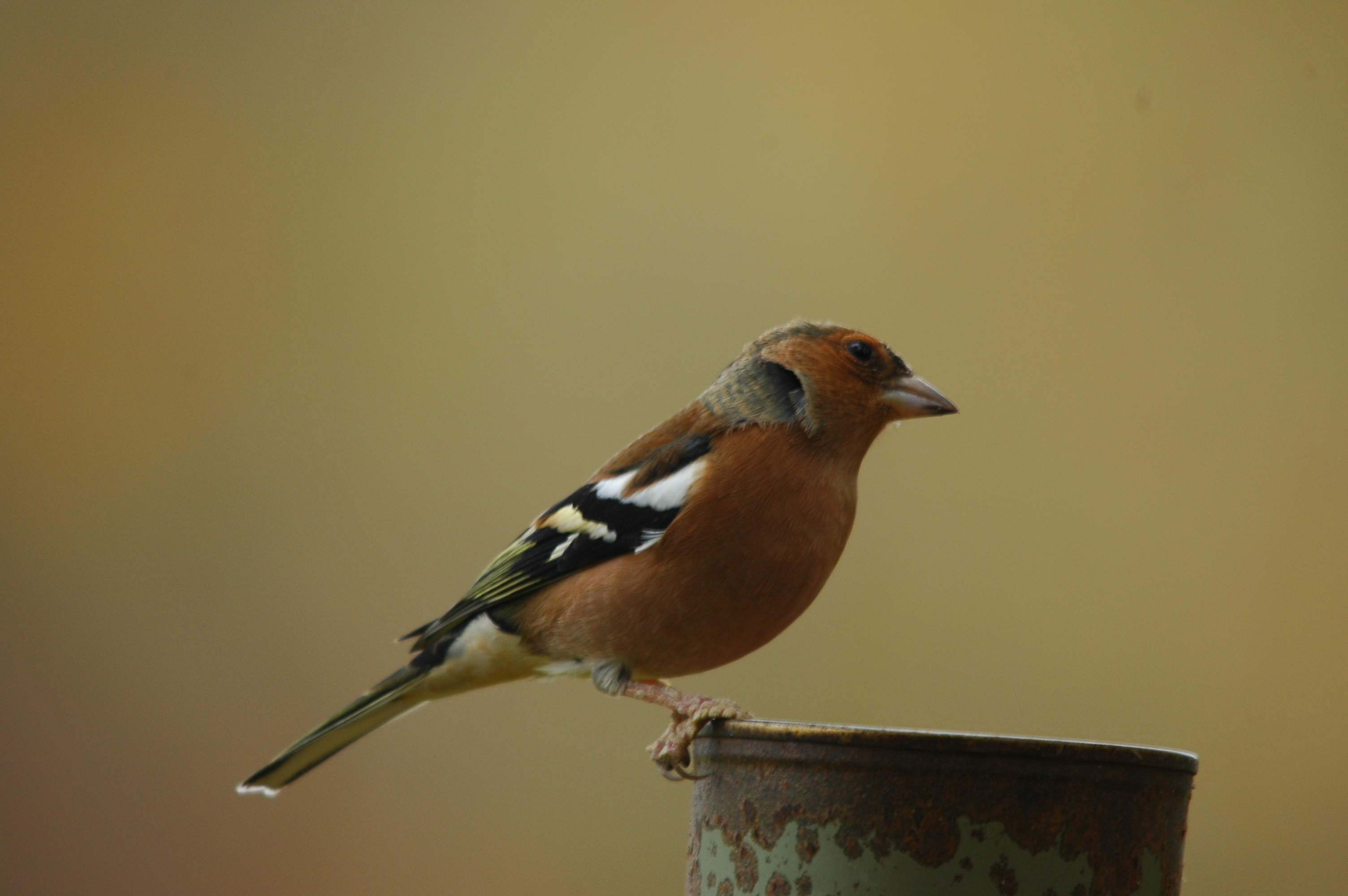 photos/wildlife/Bird_Species/193-Finches/9390-Chaffinch/DSC_3808.JPG
