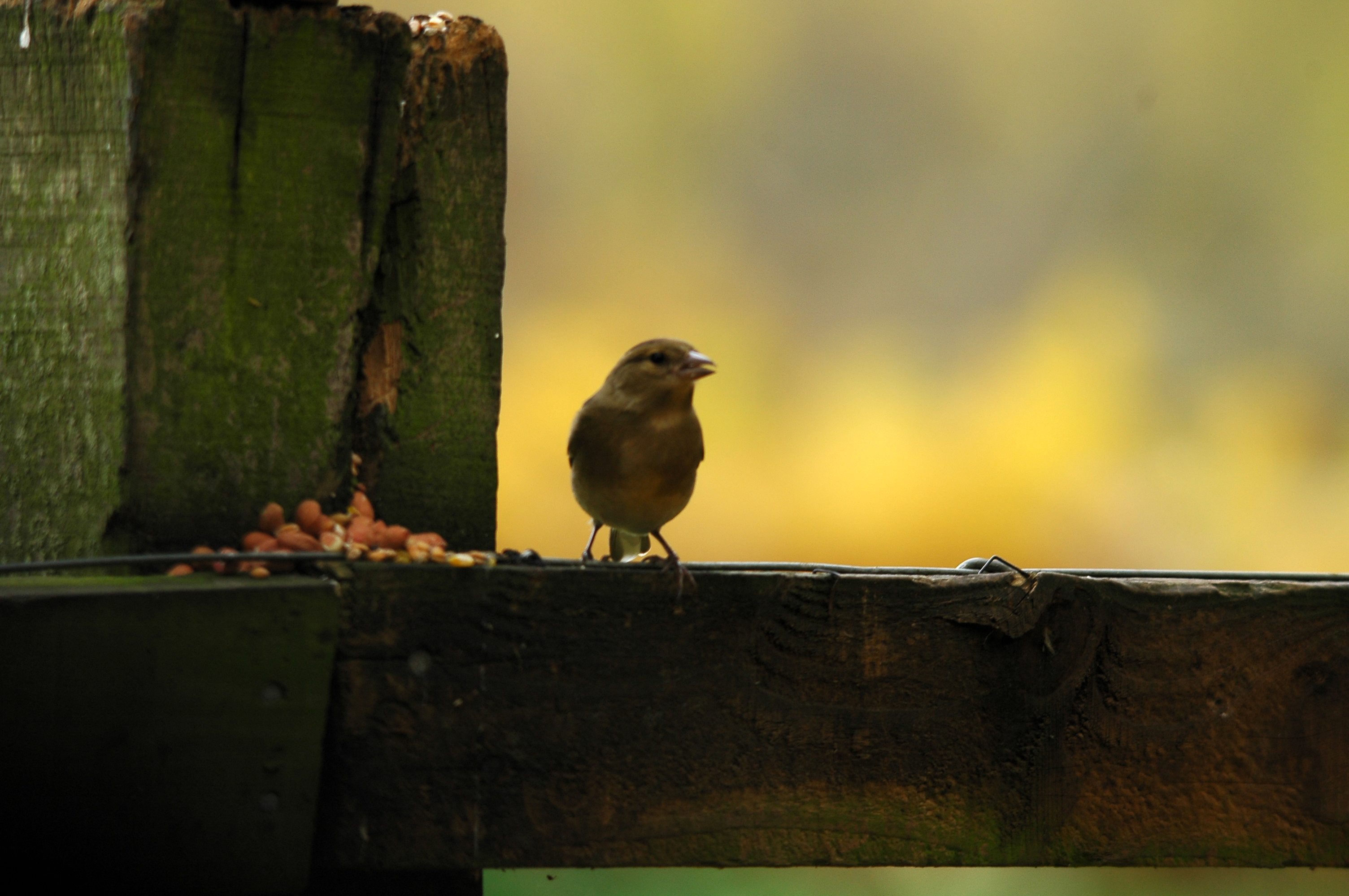 photos/wildlife/Bird_Species/193-Finches/9390-Chaffinch/DSC_3855.JPG