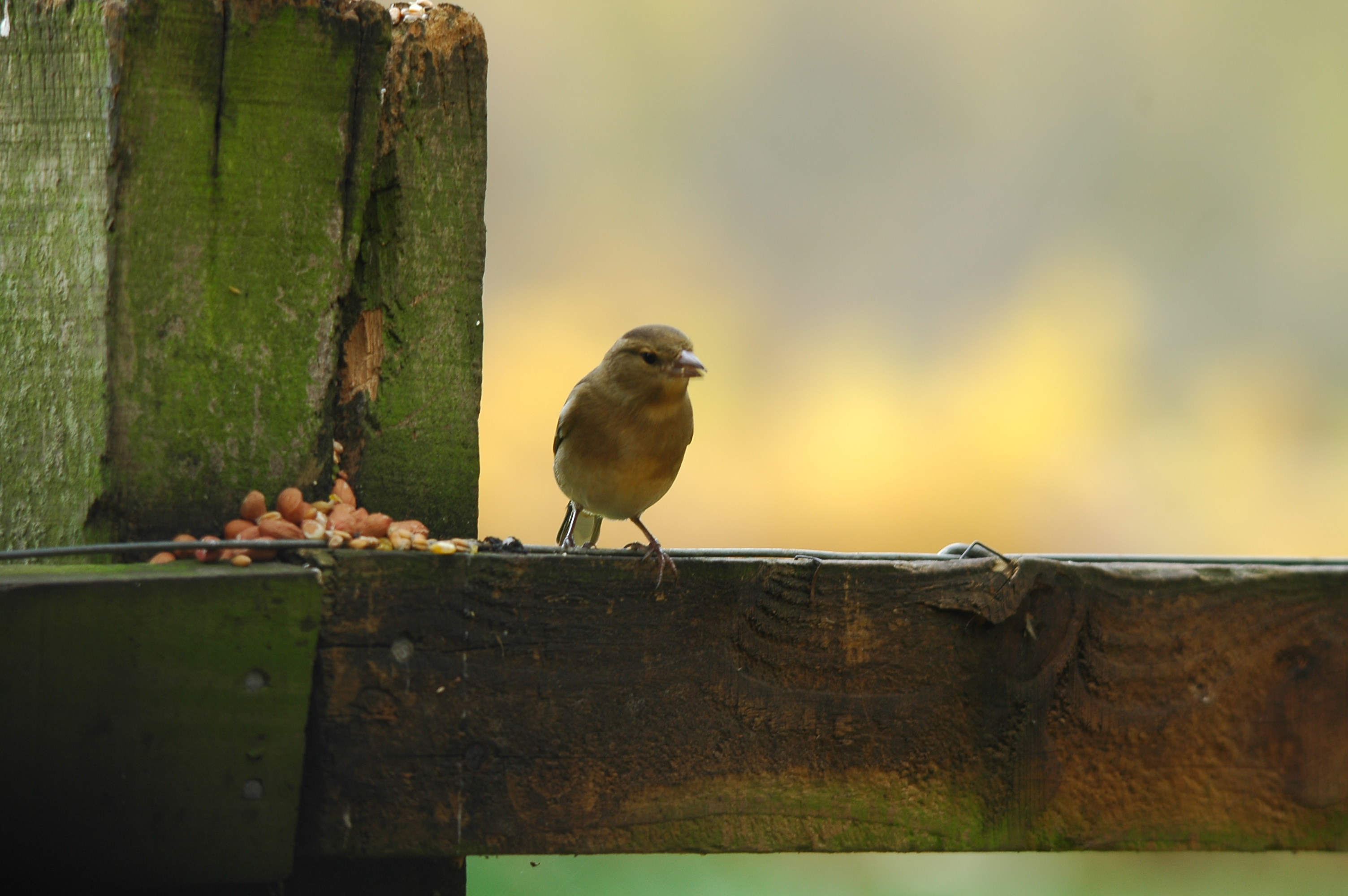 photos/wildlife/Bird_Species/193-Finches/9390-Chaffinch/DSC_3856.JPG