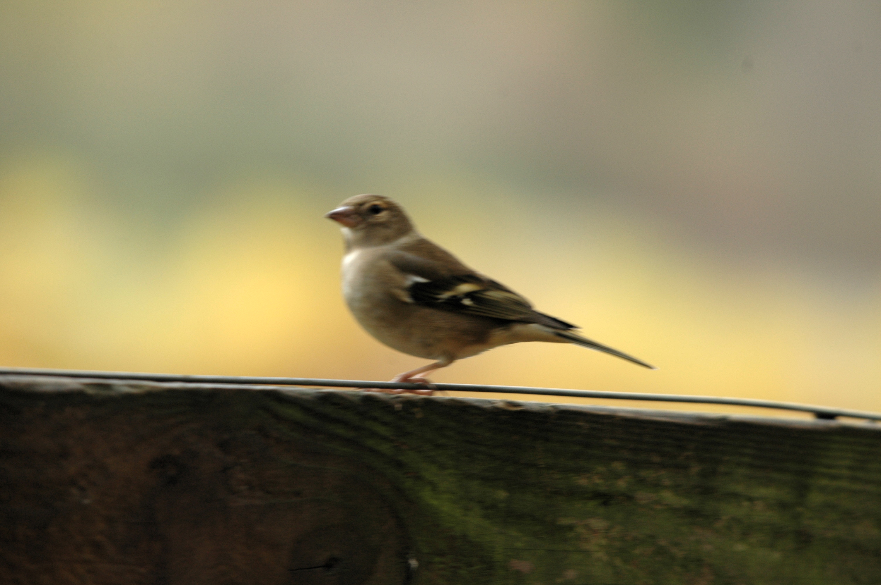 photos/wildlife/Bird_Species/193-Finches/9390-Chaffinch/DSC_3865.JPG