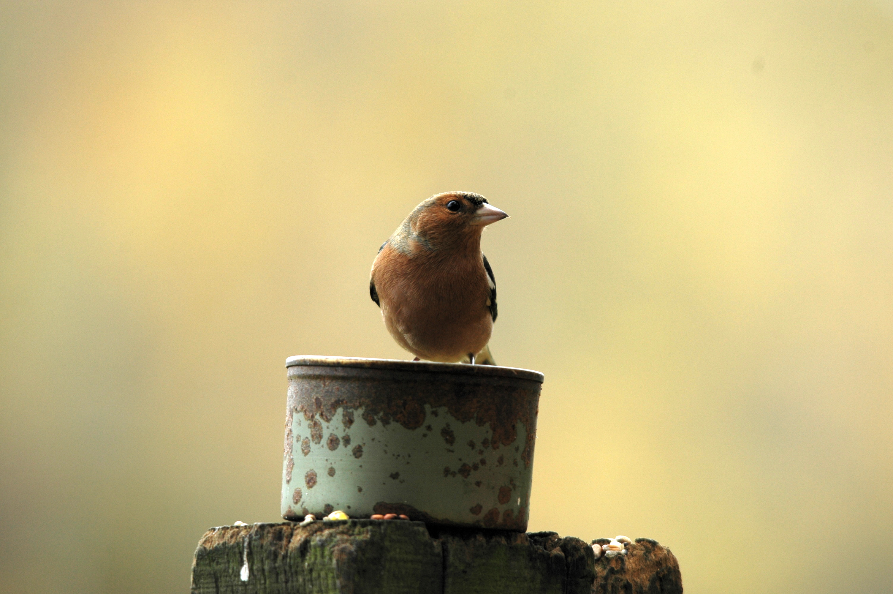 photos/wildlife/Bird_Species/193-Finches/9390-Chaffinch/DSC_3868.JPG