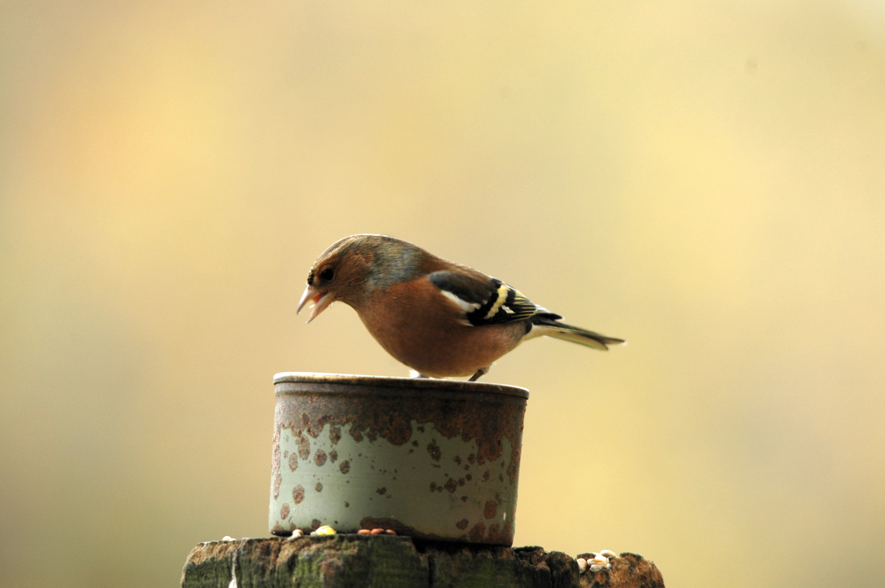 photos/wildlife/Bird_Species/193-Finches/9390-Chaffinch/DSC_3869.JPG