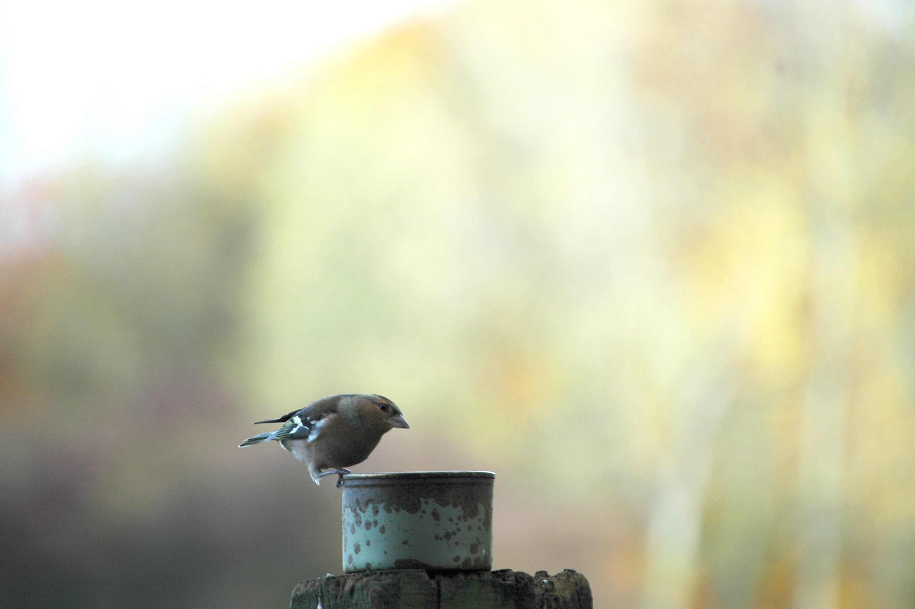 photos/wildlife/Bird_Species/193-Finches/9390-Chaffinch/DSC_3898.JPG
