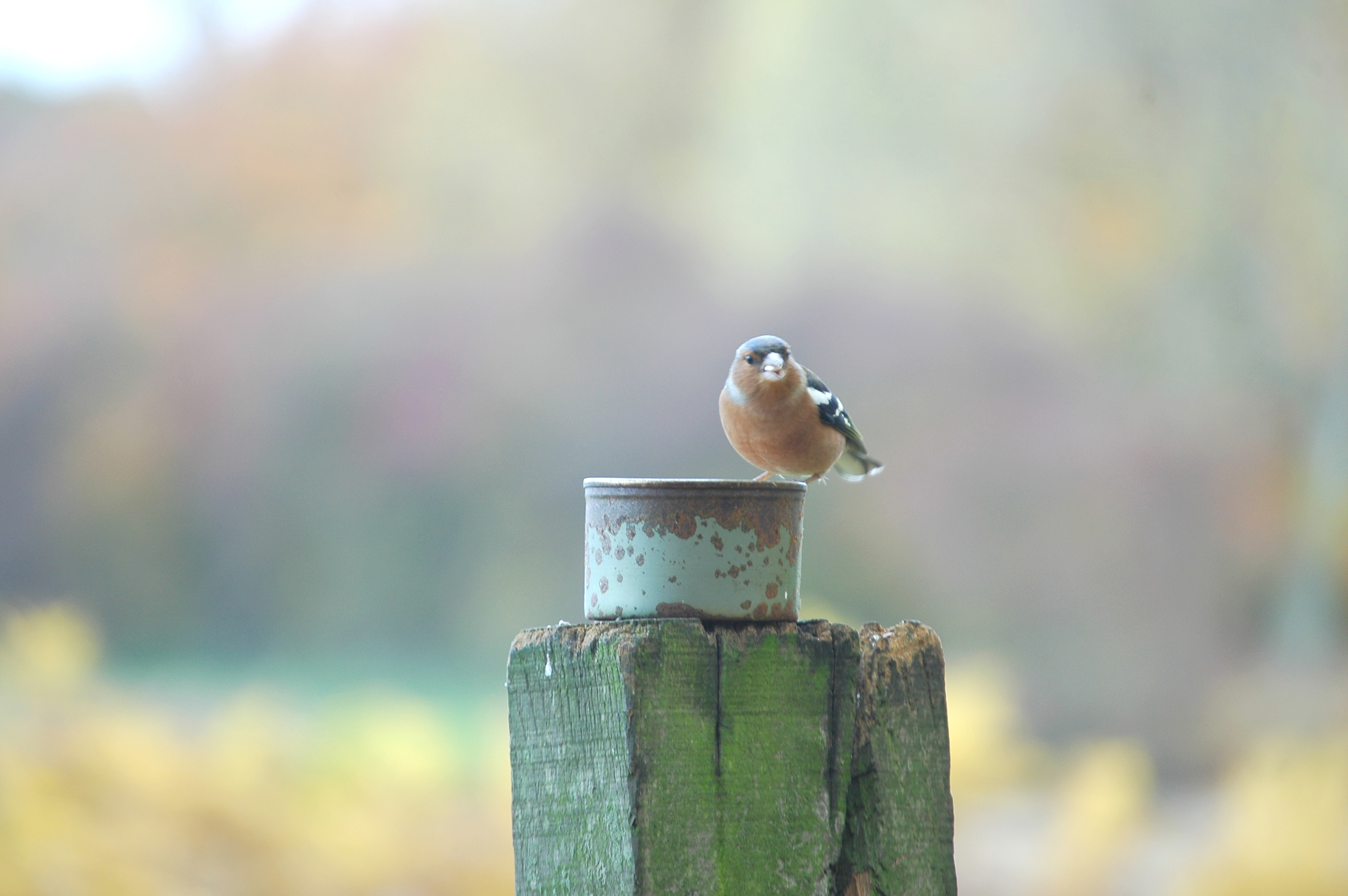 photos/wildlife/Bird_Species/193-Finches/9390-Chaffinch/DSC_3957.JPG