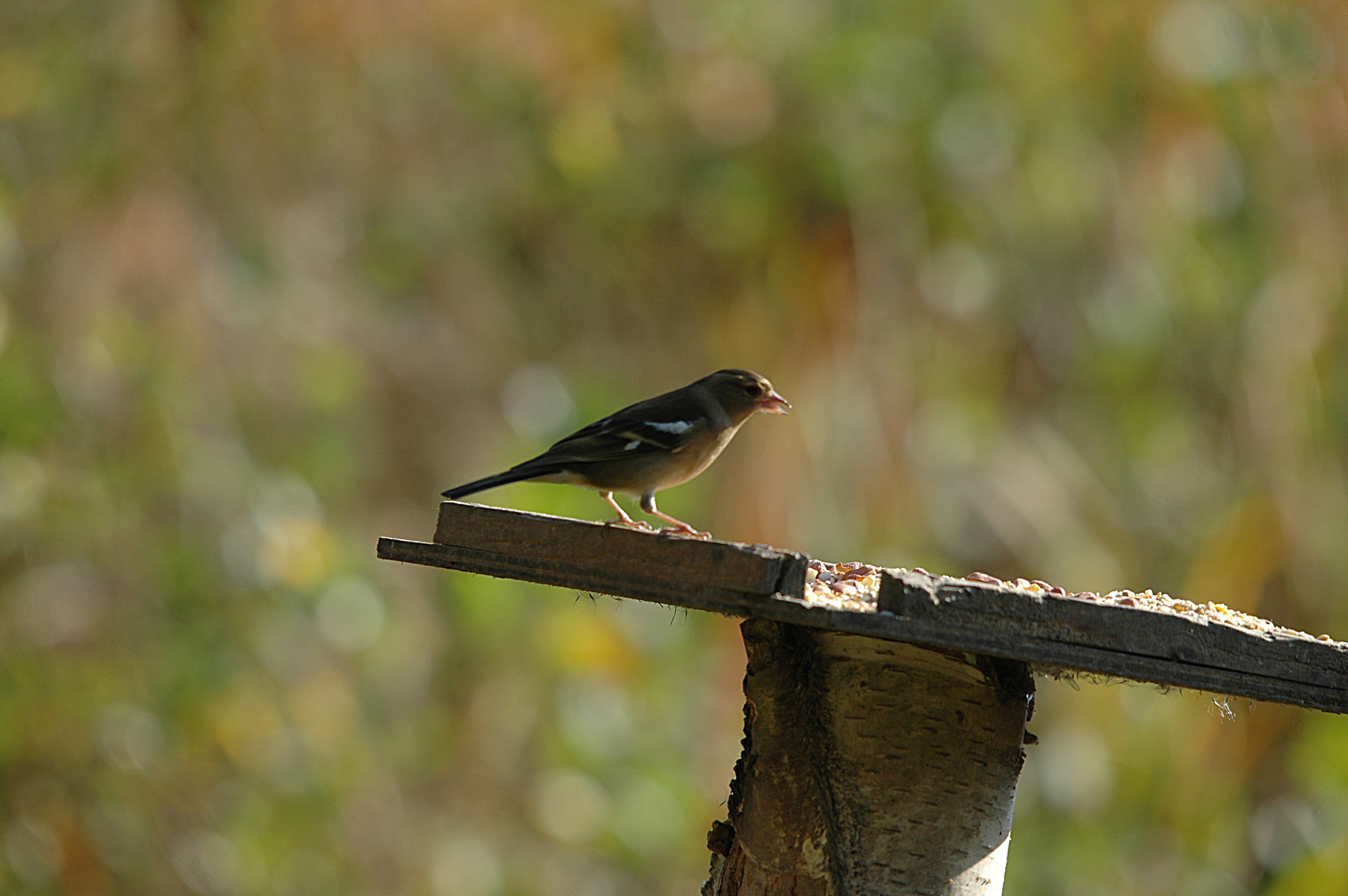 photos/wildlife/Bird_Species/193-Finches/9390-Chaffinch/DSC_4132.JPG