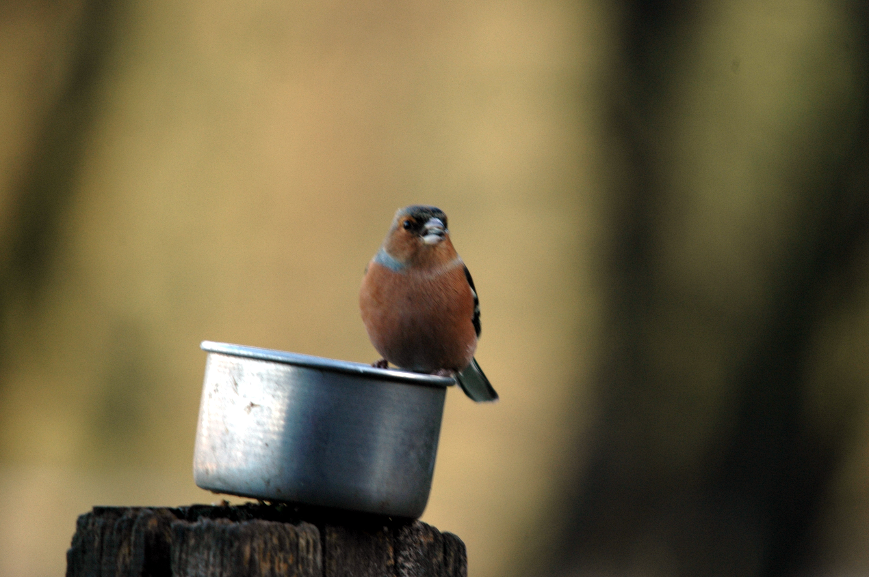 photos/wildlife/Bird_Species/193-Finches/9390-Chaffinch/DSC_4263.JPG