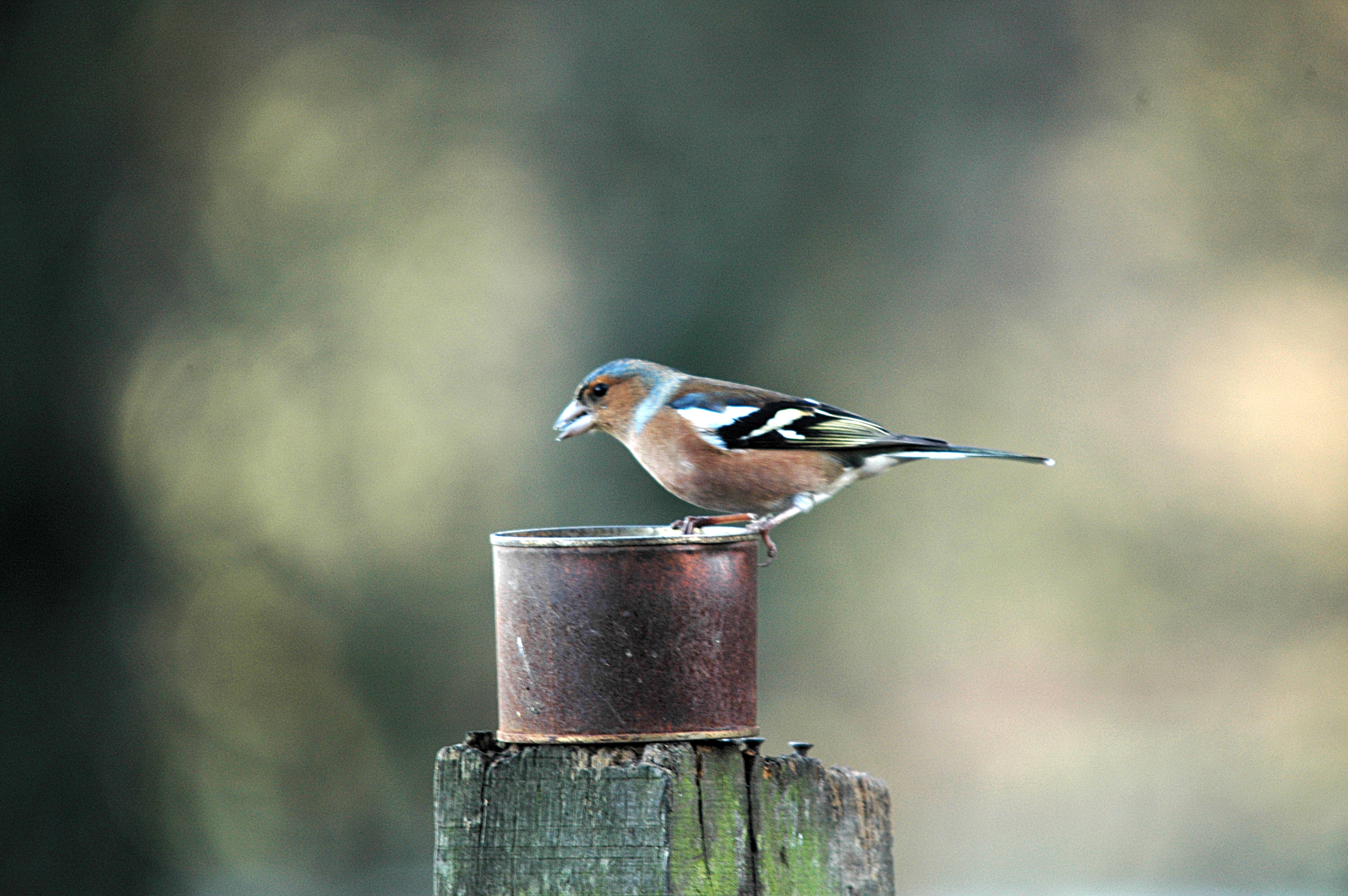 photos/wildlife/Bird_Species/193-Finches/9390-Chaffinch/DSC_4290.JPG