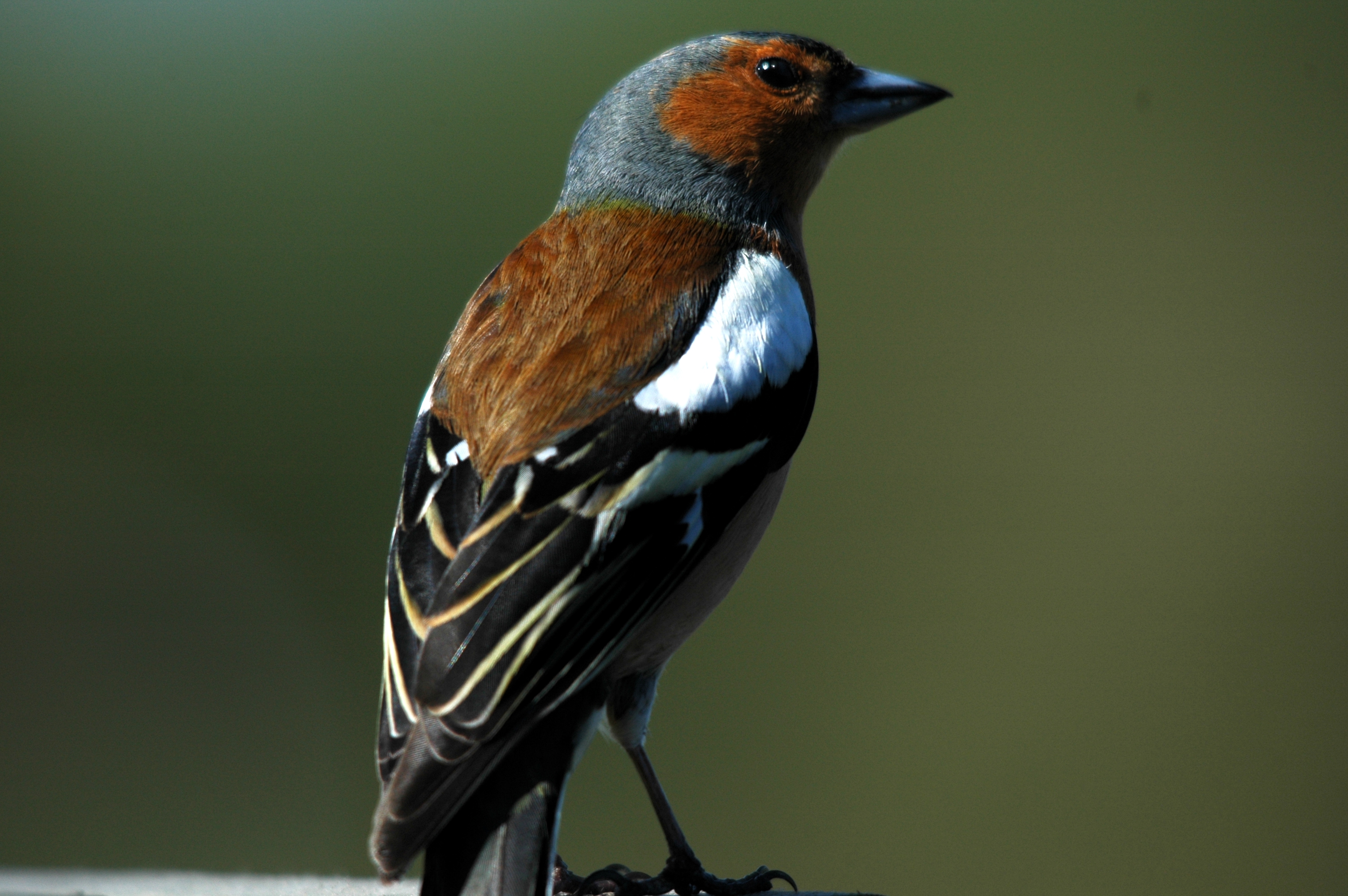 photos/wildlife/Bird_Species/193-Finches/9390-Chaffinch/DSC_5459.JPG