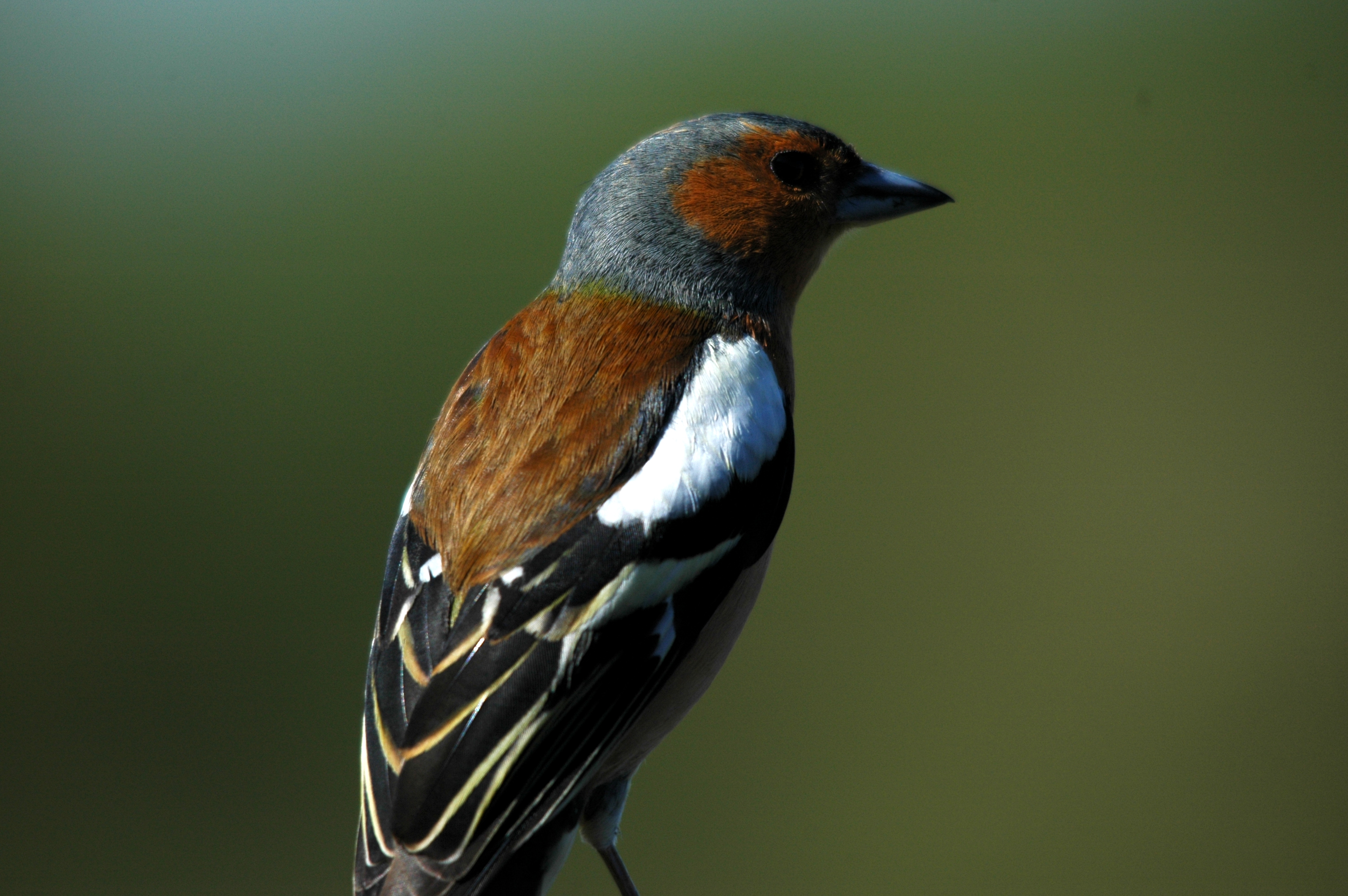 photos/wildlife/Bird_Species/193-Finches/9390-Chaffinch/DSC_5460.JPG
