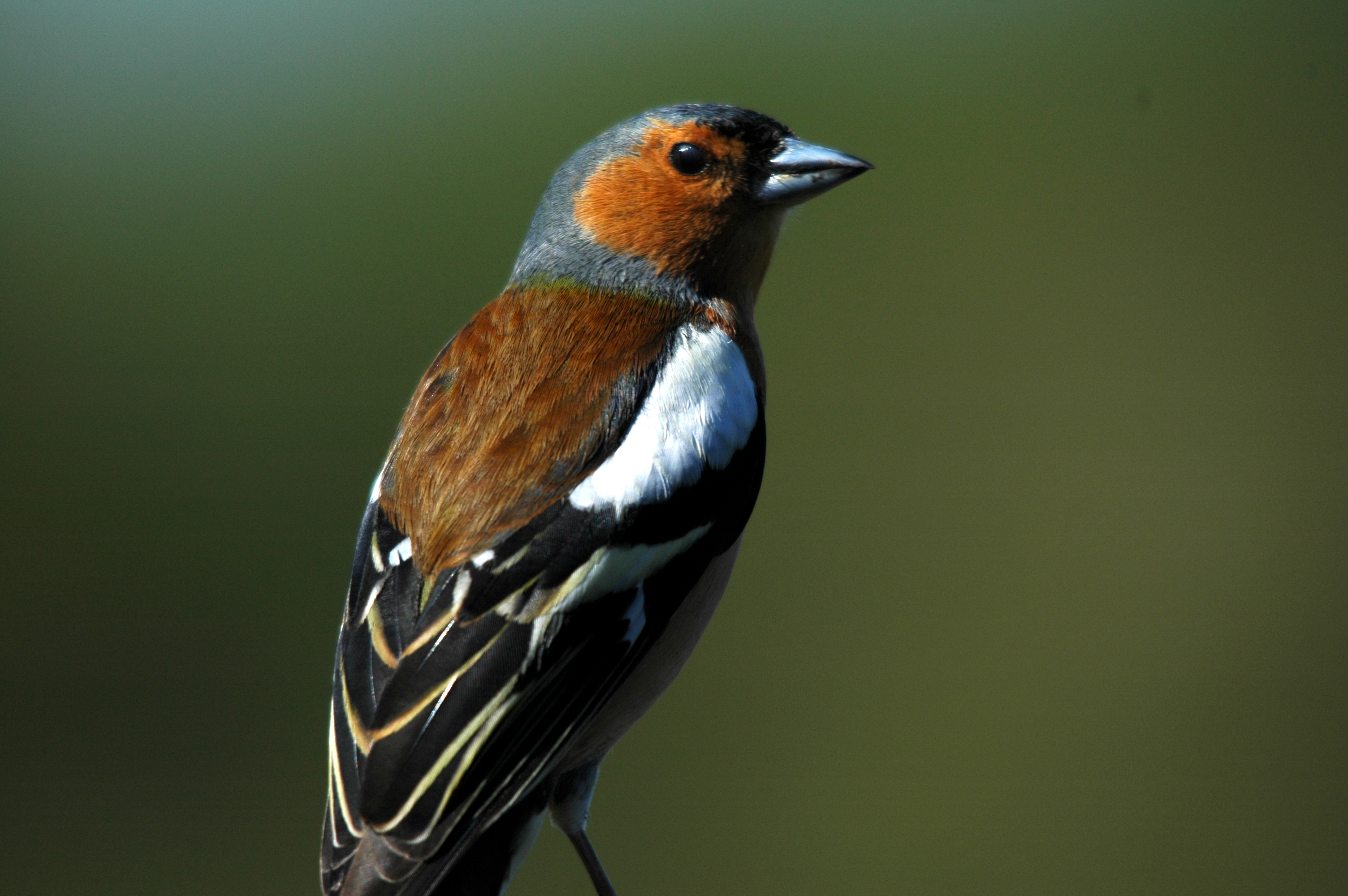 photos/wildlife/Bird_Species/193-Finches/9390-Chaffinch/DSC_5461.JPG