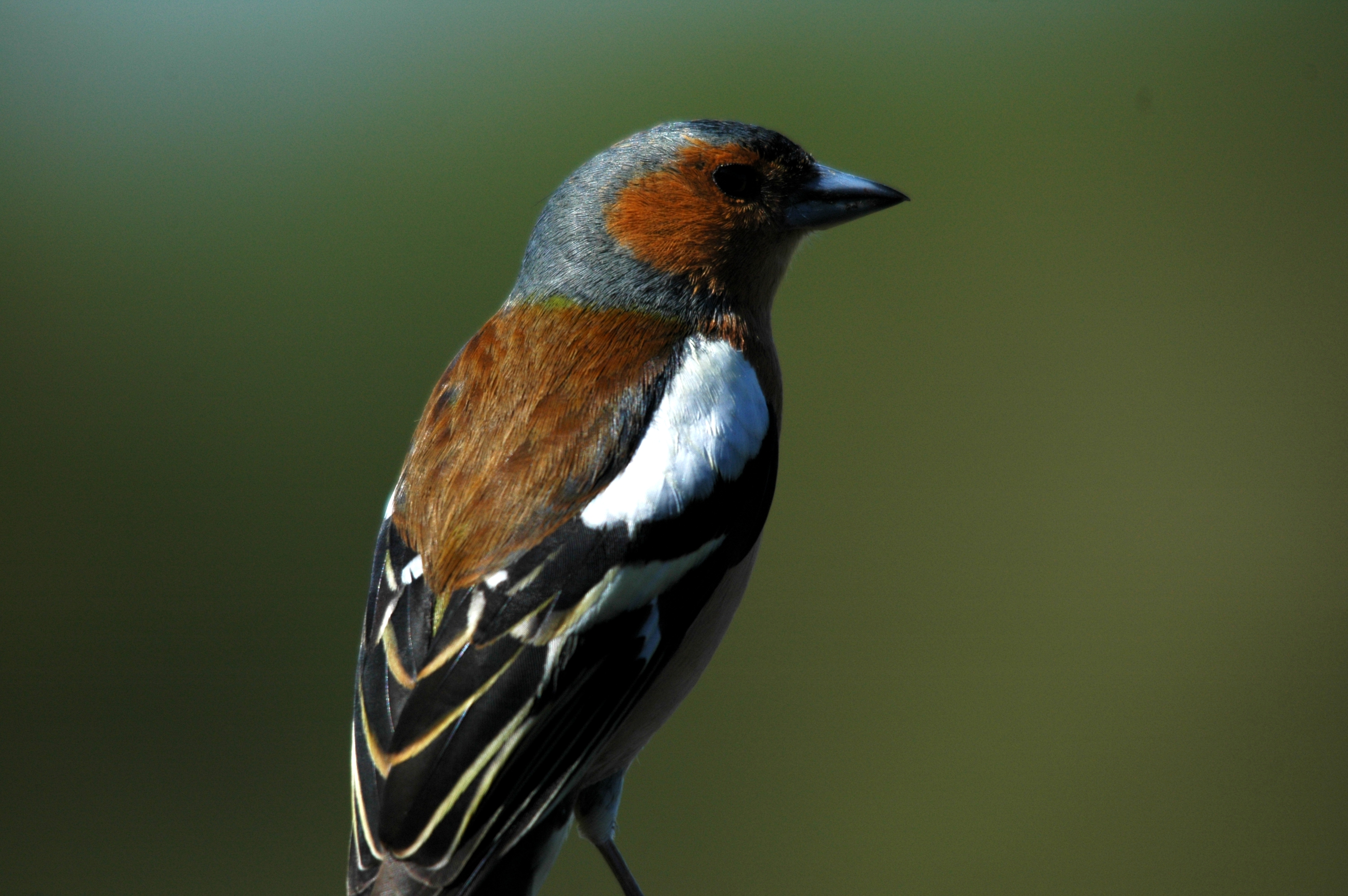 photos/wildlife/Bird_Species/193-Finches/9390-Chaffinch/DSC_5462.JPG