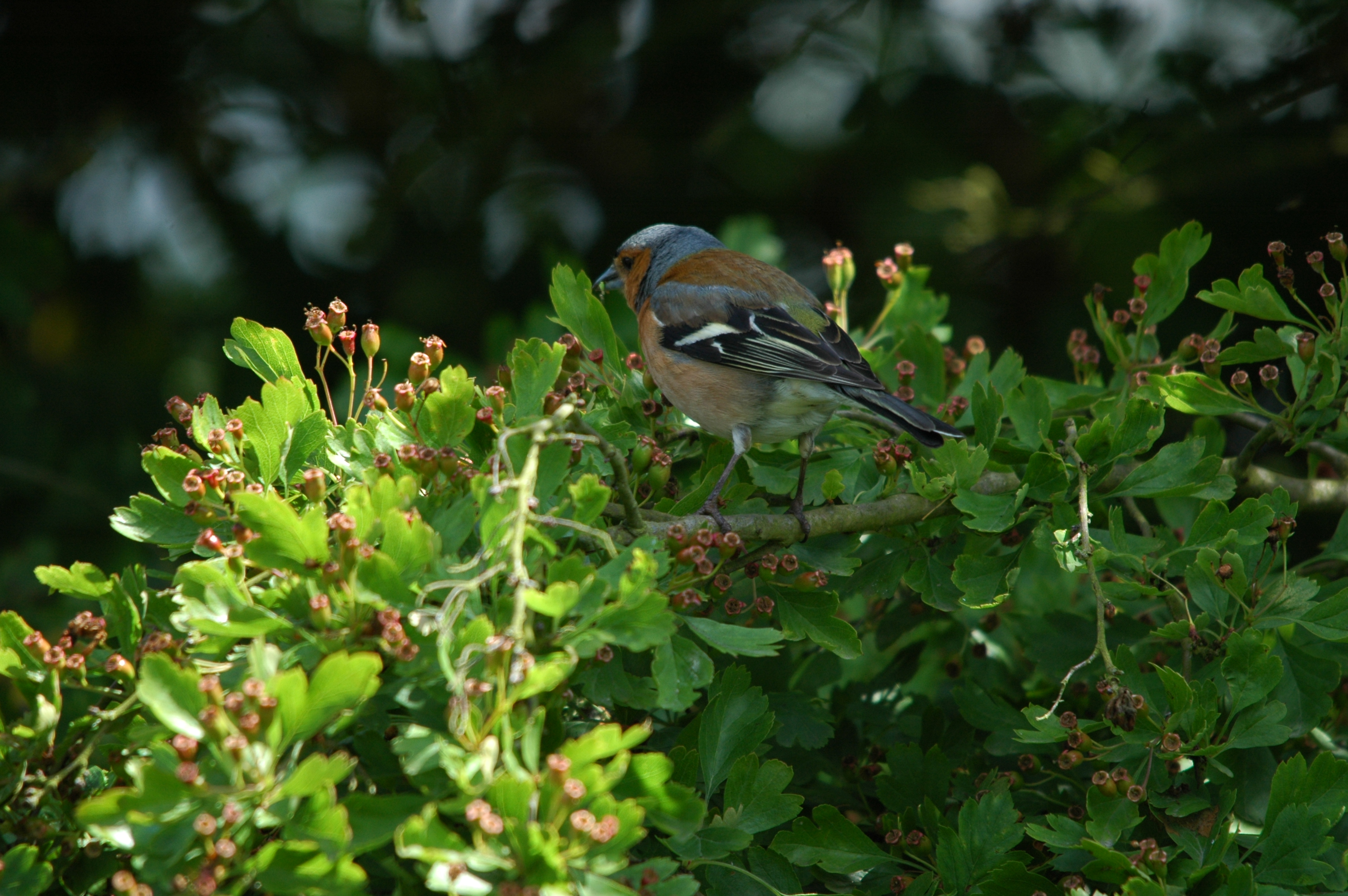 photos/wildlife/Bird_Species/193-Finches/9390-Chaffinch/DSC_6145.JPG