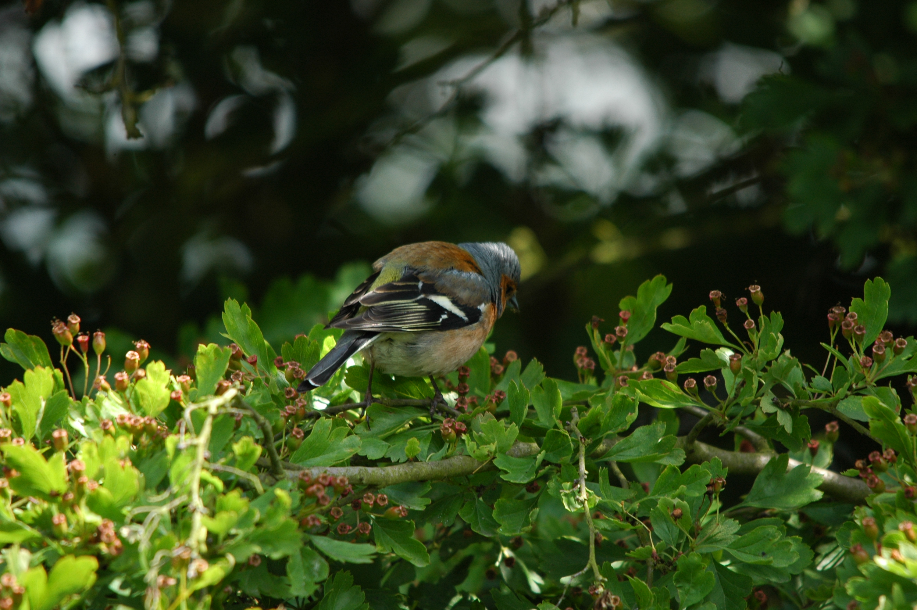 photos/wildlife/Bird_Species/193-Finches/9390-Chaffinch/DSC_6147.JPG