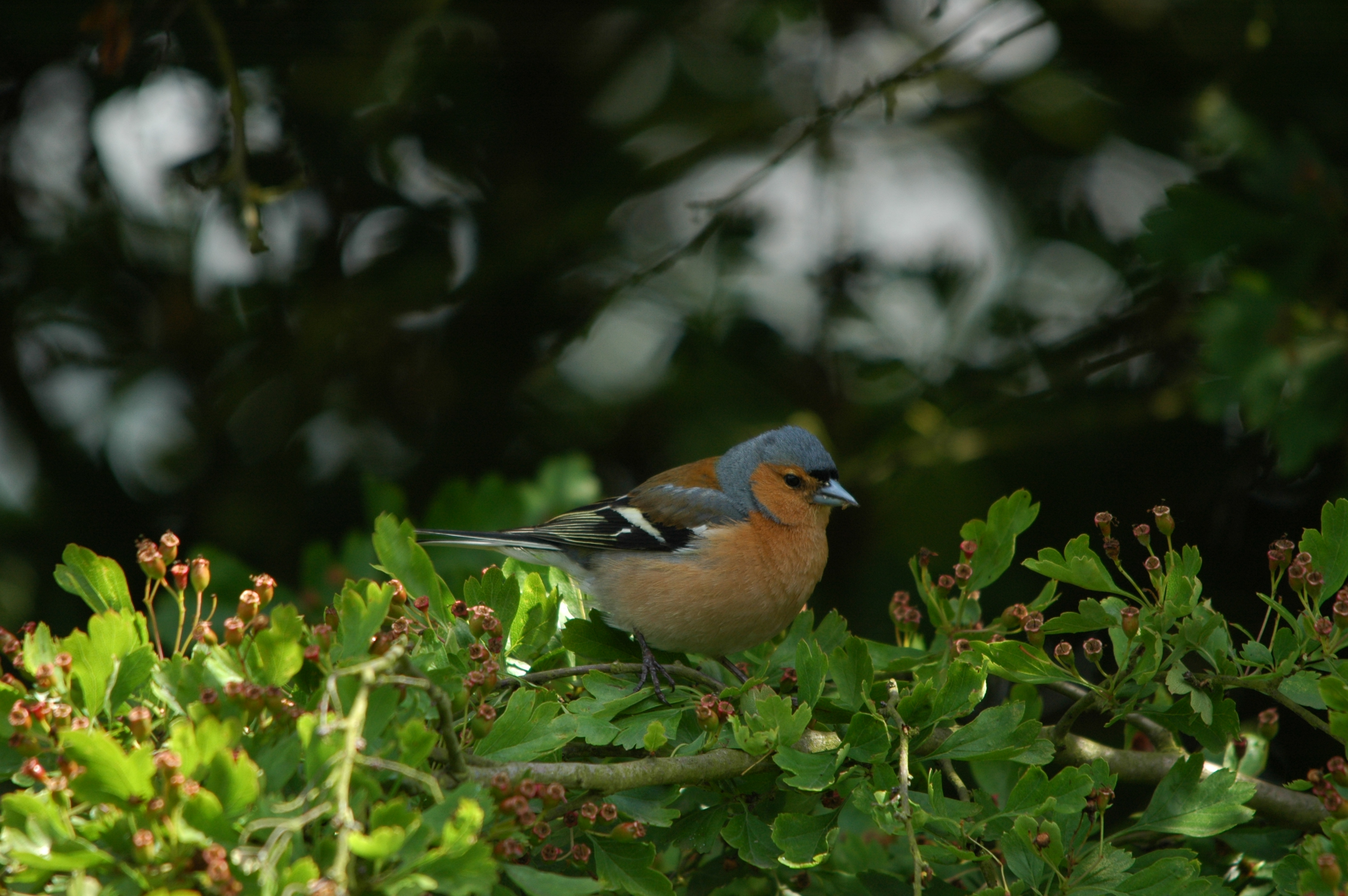 photos/wildlife/Bird_Species/193-Finches/9390-Chaffinch/DSC_6149.JPG