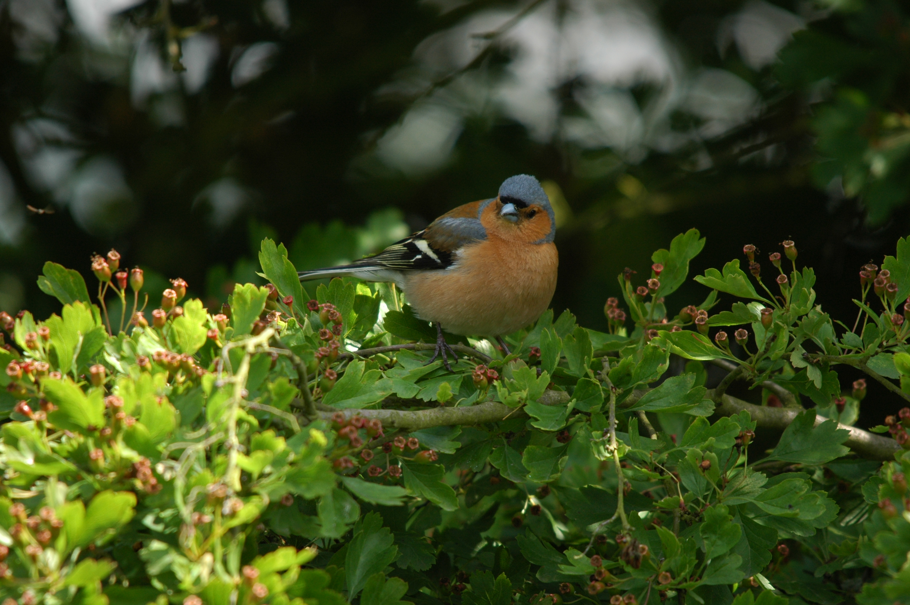 photos/wildlife/Bird_Species/193-Finches/9390-Chaffinch/DSC_6150.JPG