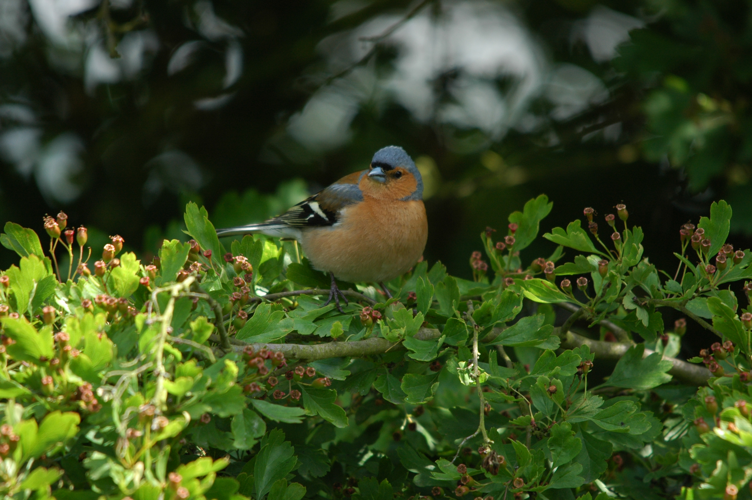 photos/wildlife/Bird_Species/193-Finches/9390-Chaffinch/DSC_6151.JPG
